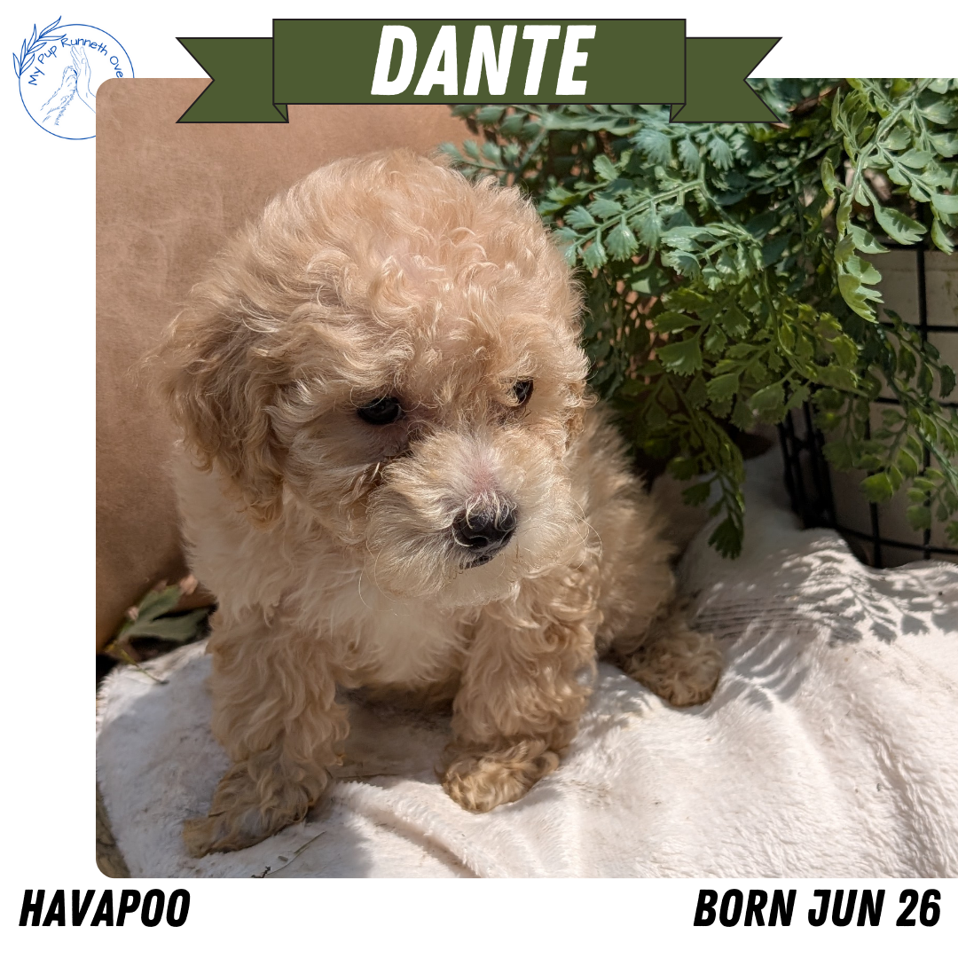 HAVAPOO (06/26) MALE