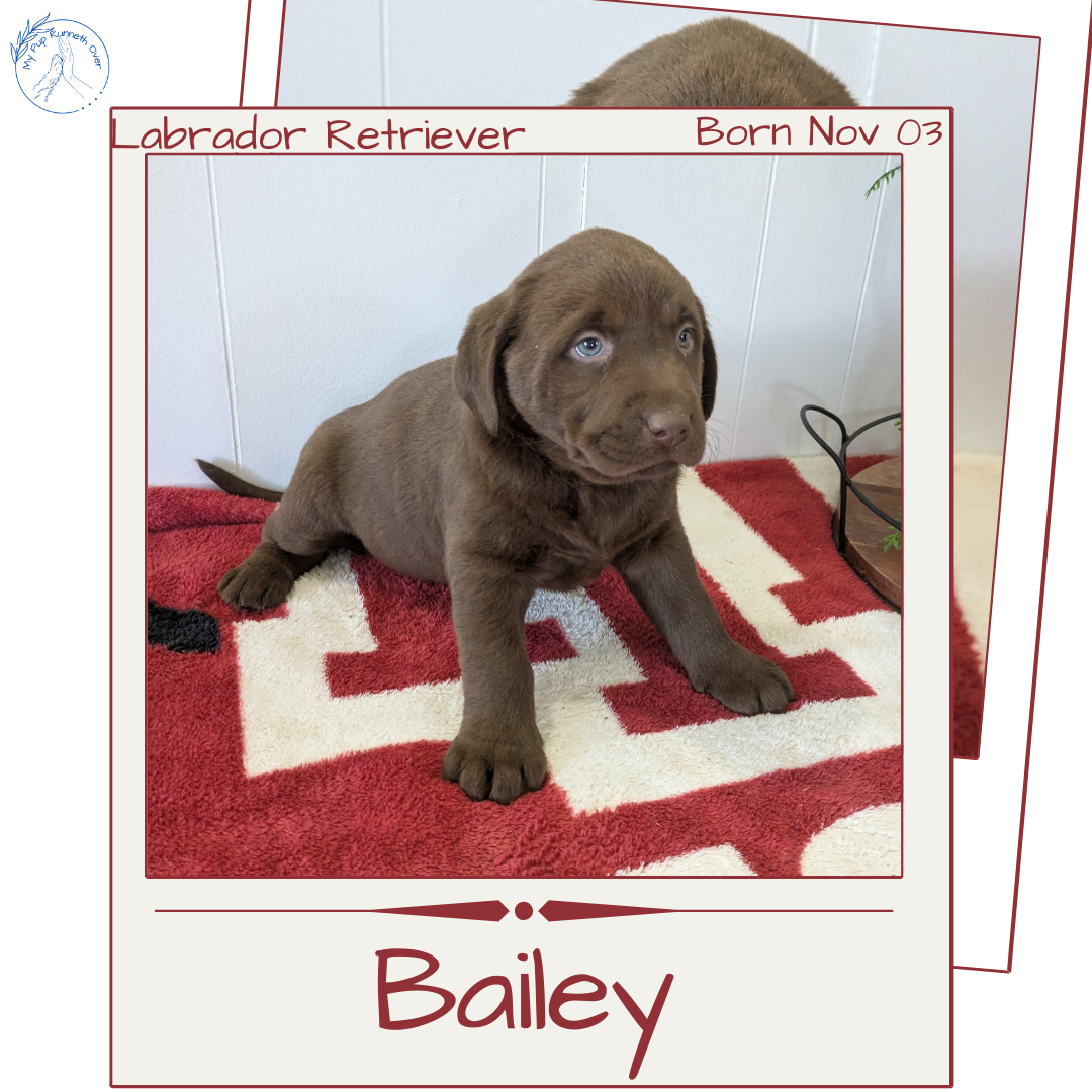 LABRADOR RETRIEVER (11/03) FEMALE
