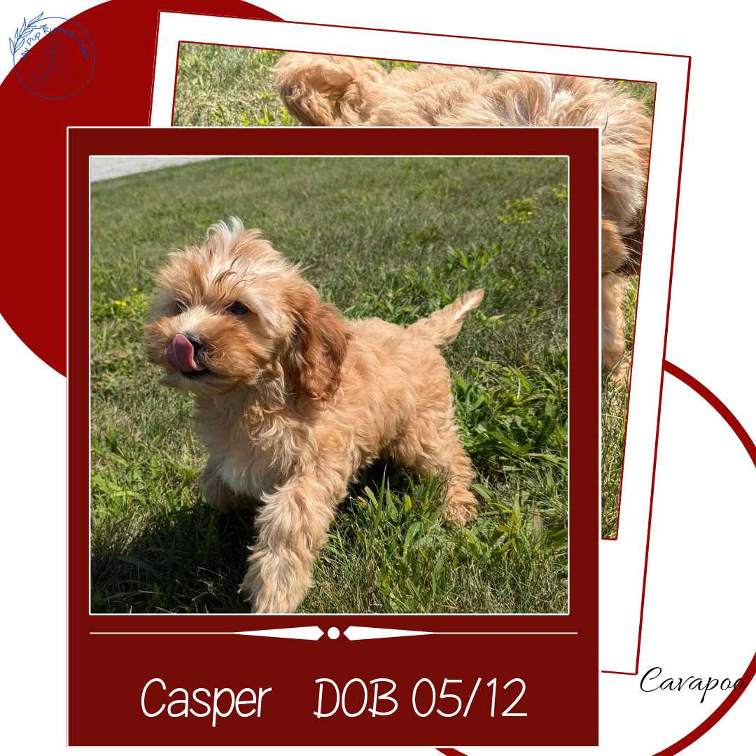 CAVAPOO (05/12) MALE