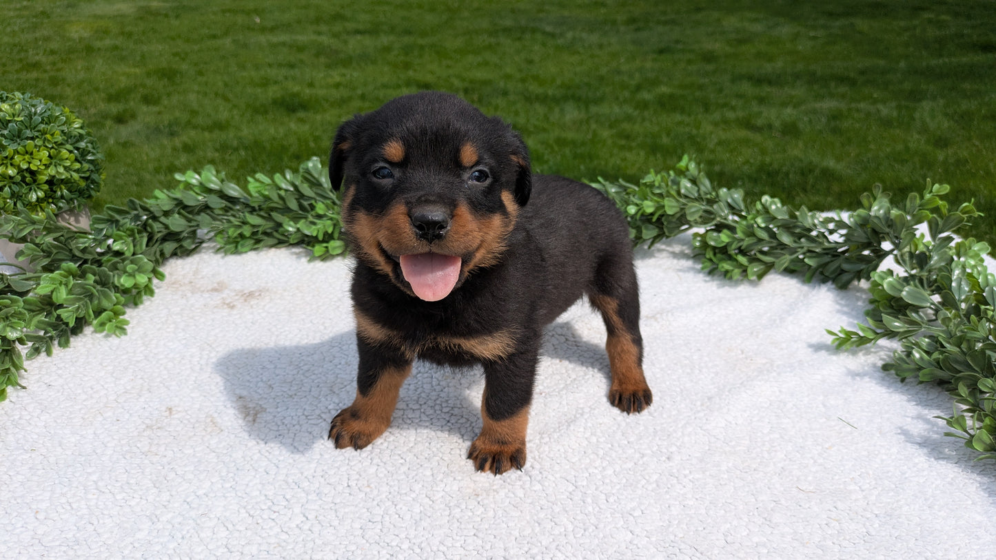 ROTTWEILER (03/18) MALE