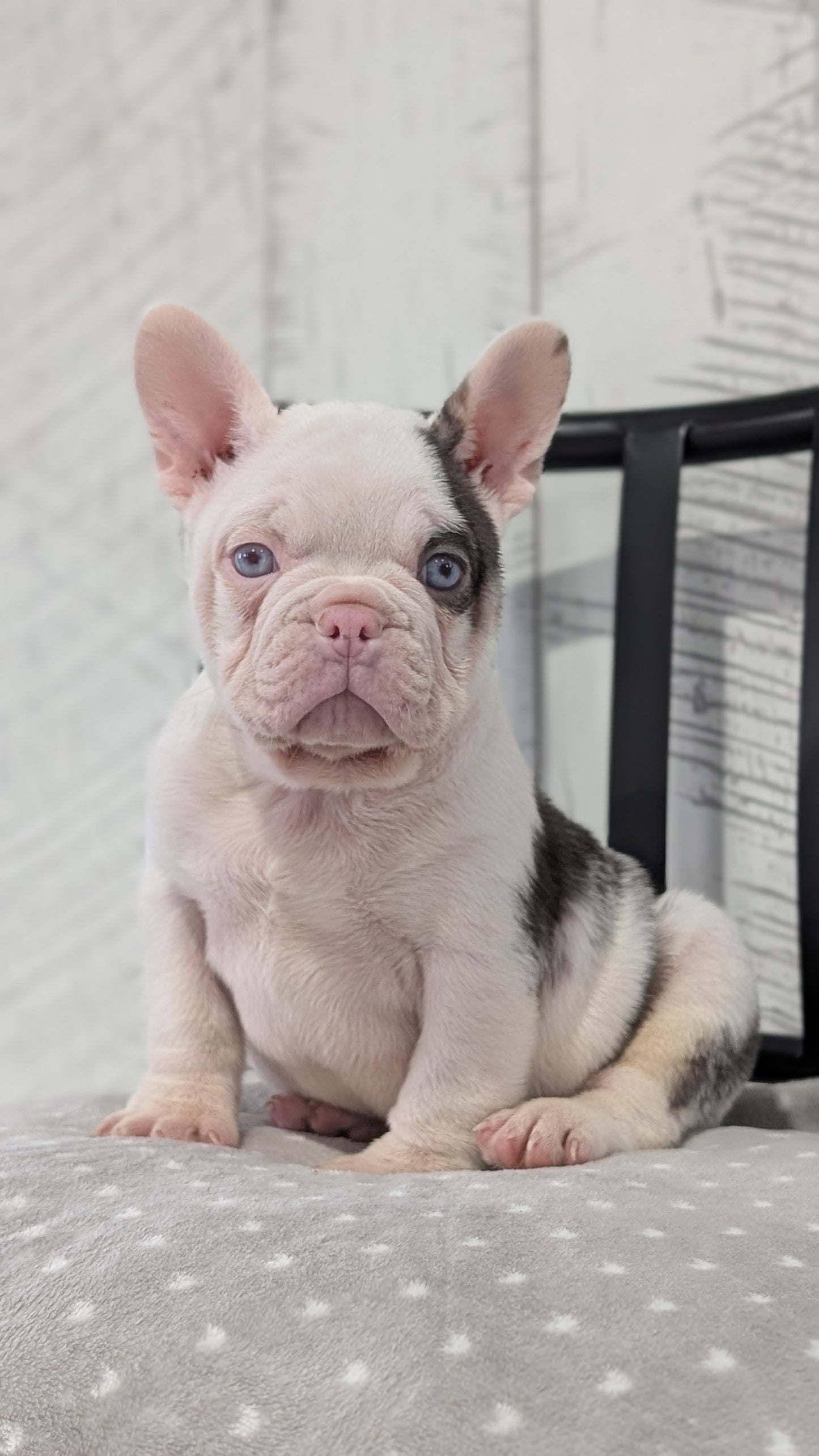 FRENCH BULLDOG (NOV 18) MALE