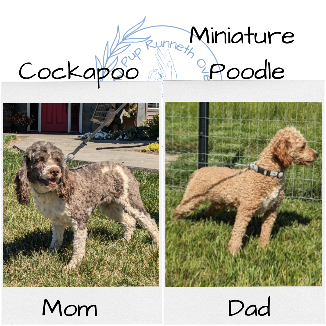 COCKAPOO (10/14) FEMALE