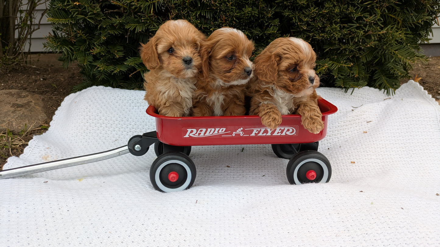 TOY CAVAPOO (02/26) MALE