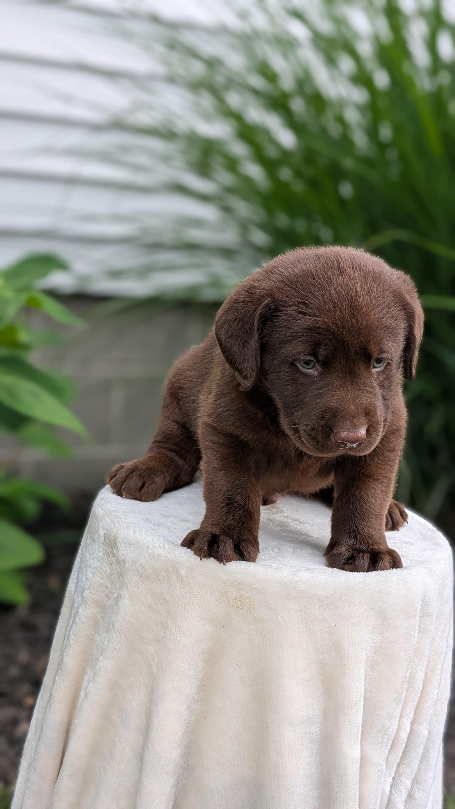 LABRADOR RETRIEVER (05/21) MALE