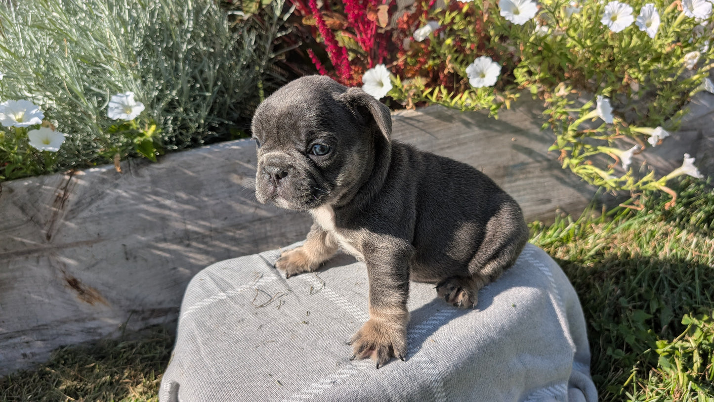 FRENCH BULLDOG (07/03) MALE
