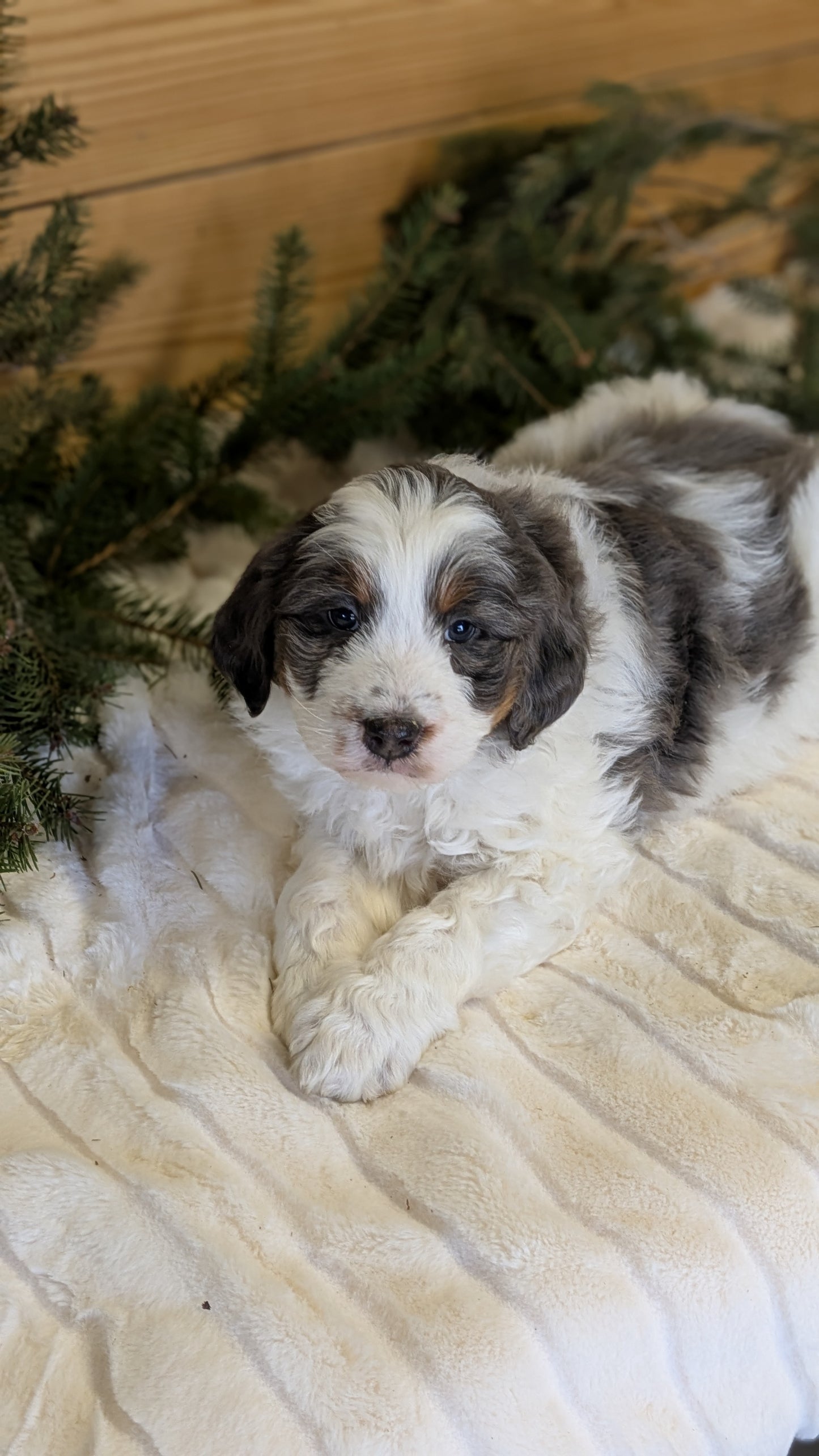 MINI BERNEDOODLE (11/28) MALE