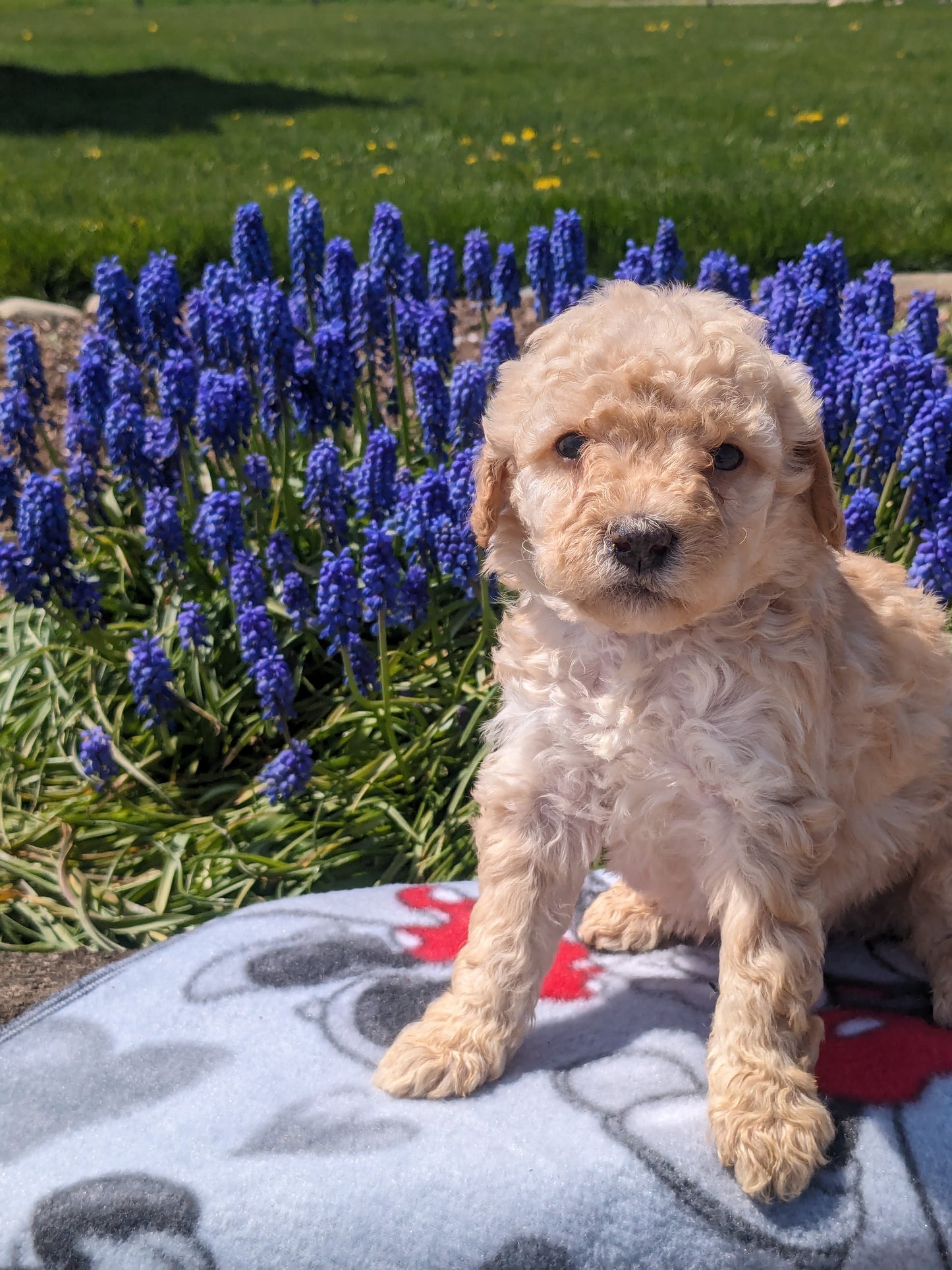 MICRO BERNEDOODLES (03/18) FEMALE
