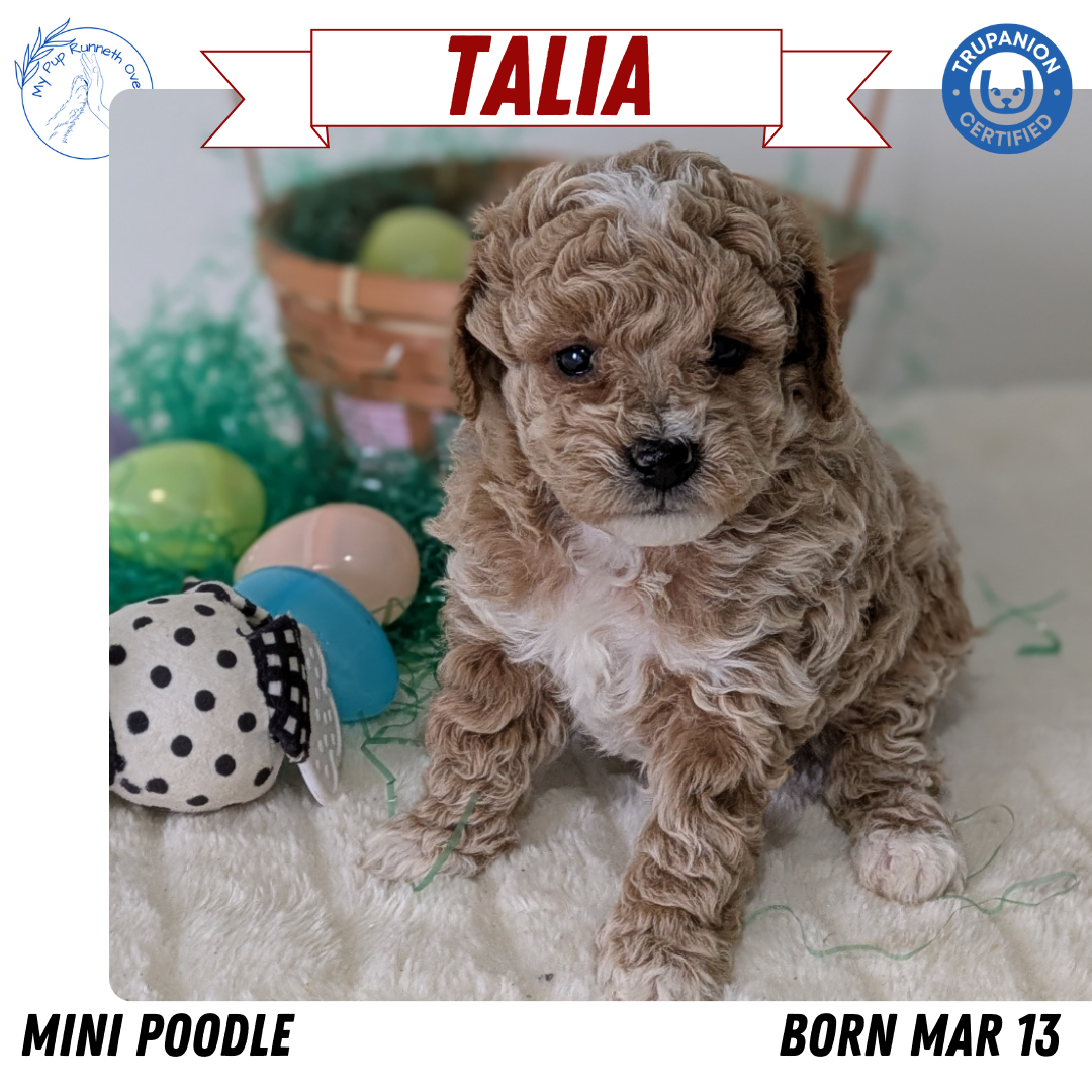 MINI POODLE (03/13) FEMALE
