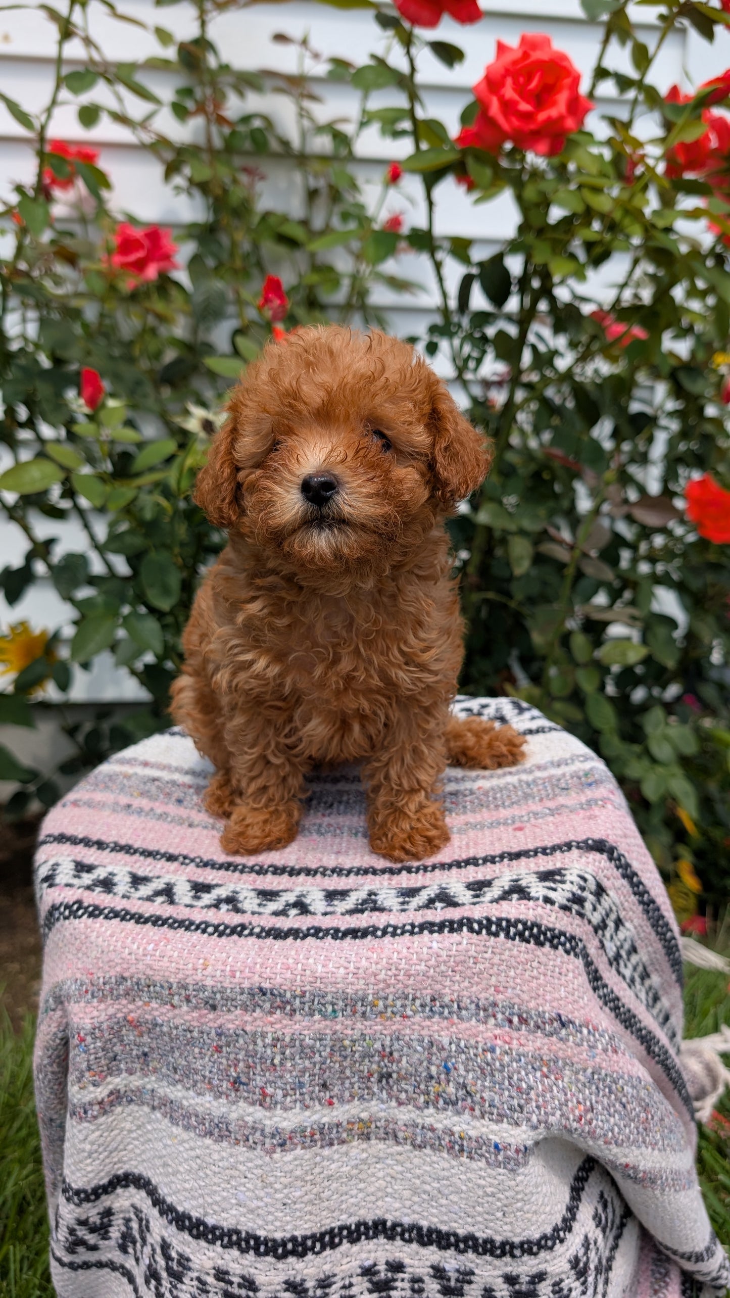 TOY POODLE (05/31) FEMALE