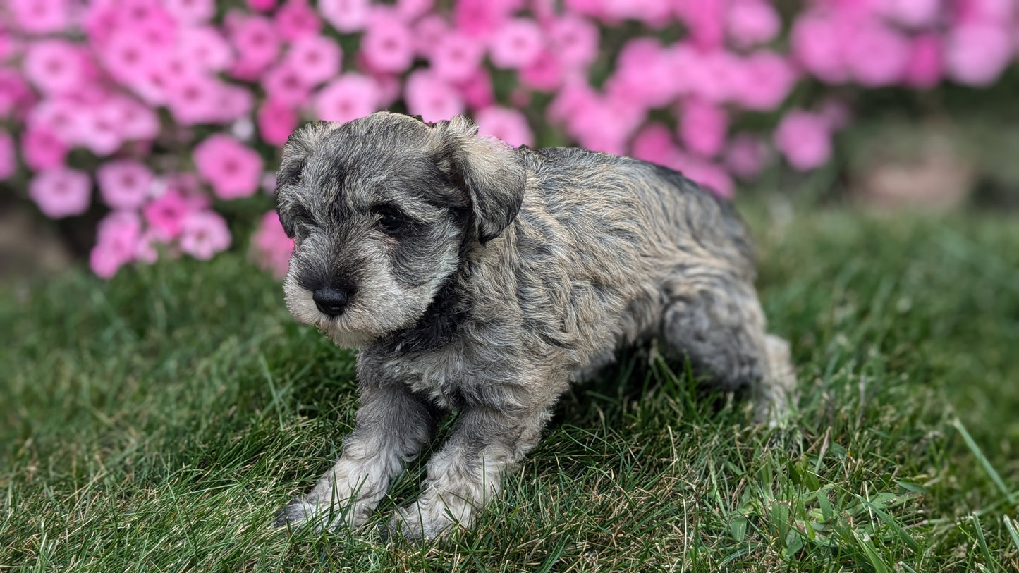 MINI SCHNAUZER (07/26) MALE