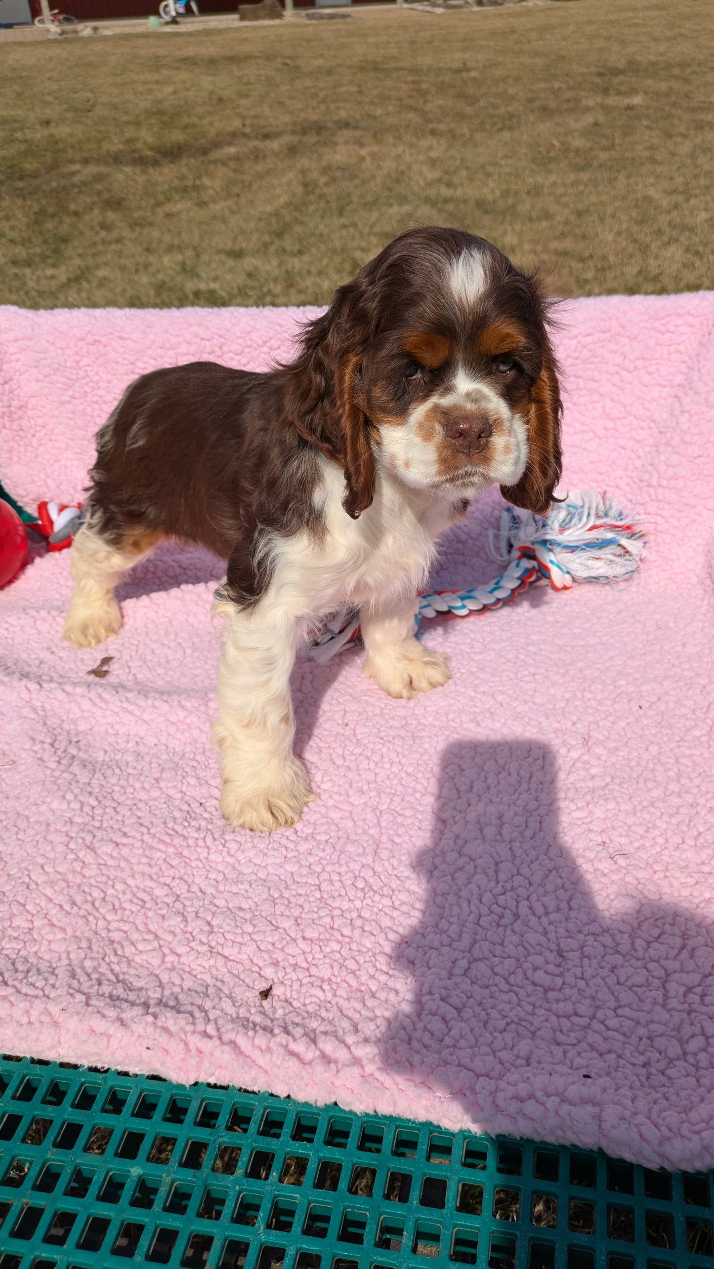 COCKER SPANIEL (12/21) FEMALE