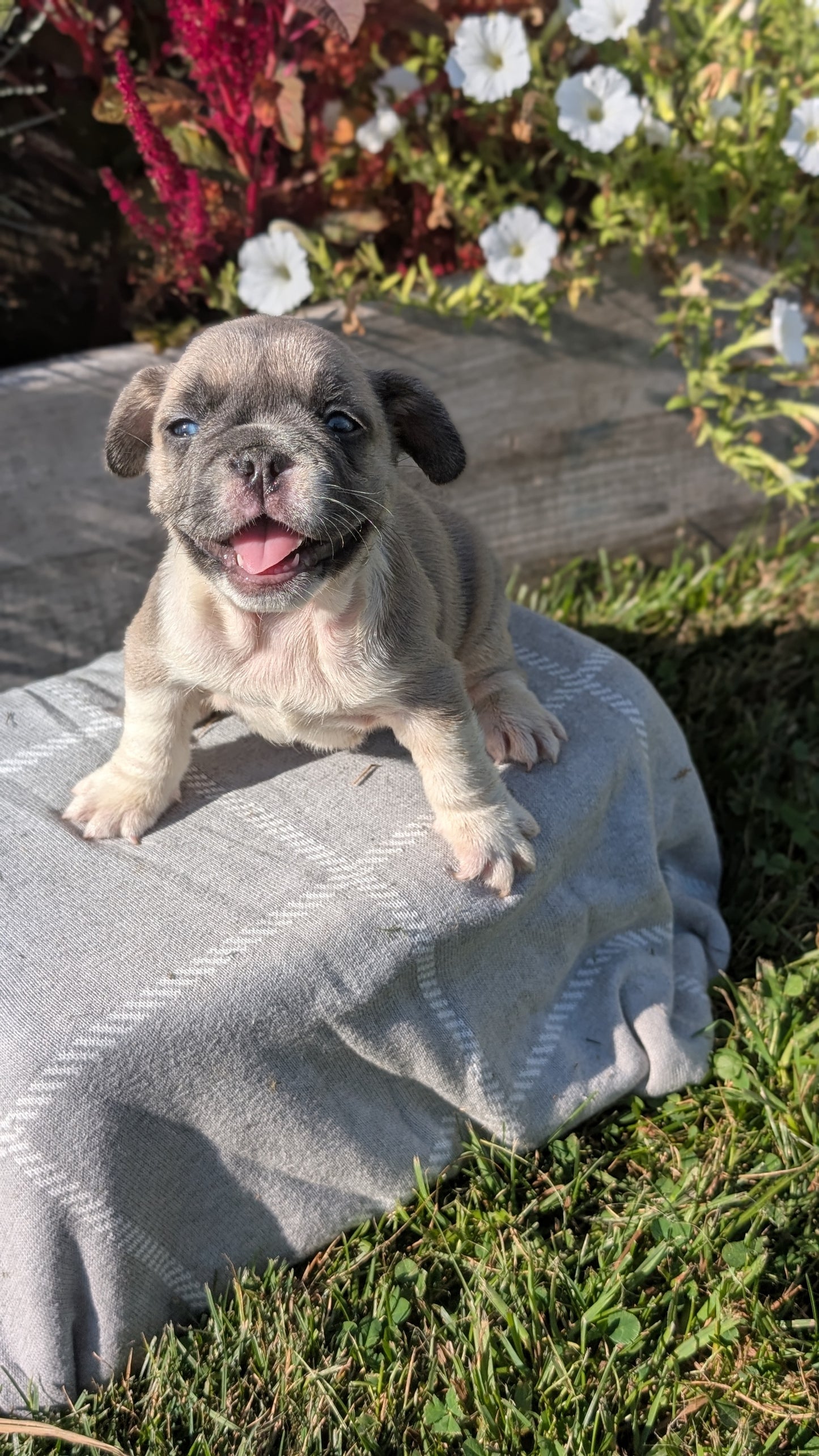 FRENCH BULLDOG (07/03) FEMALE