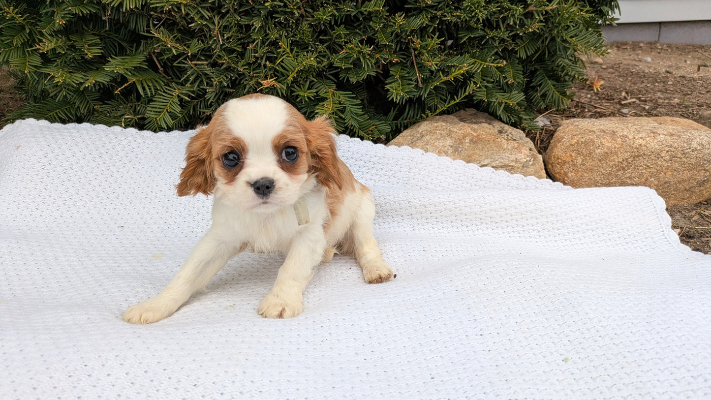 CAVALIER (02/10) FEMALE