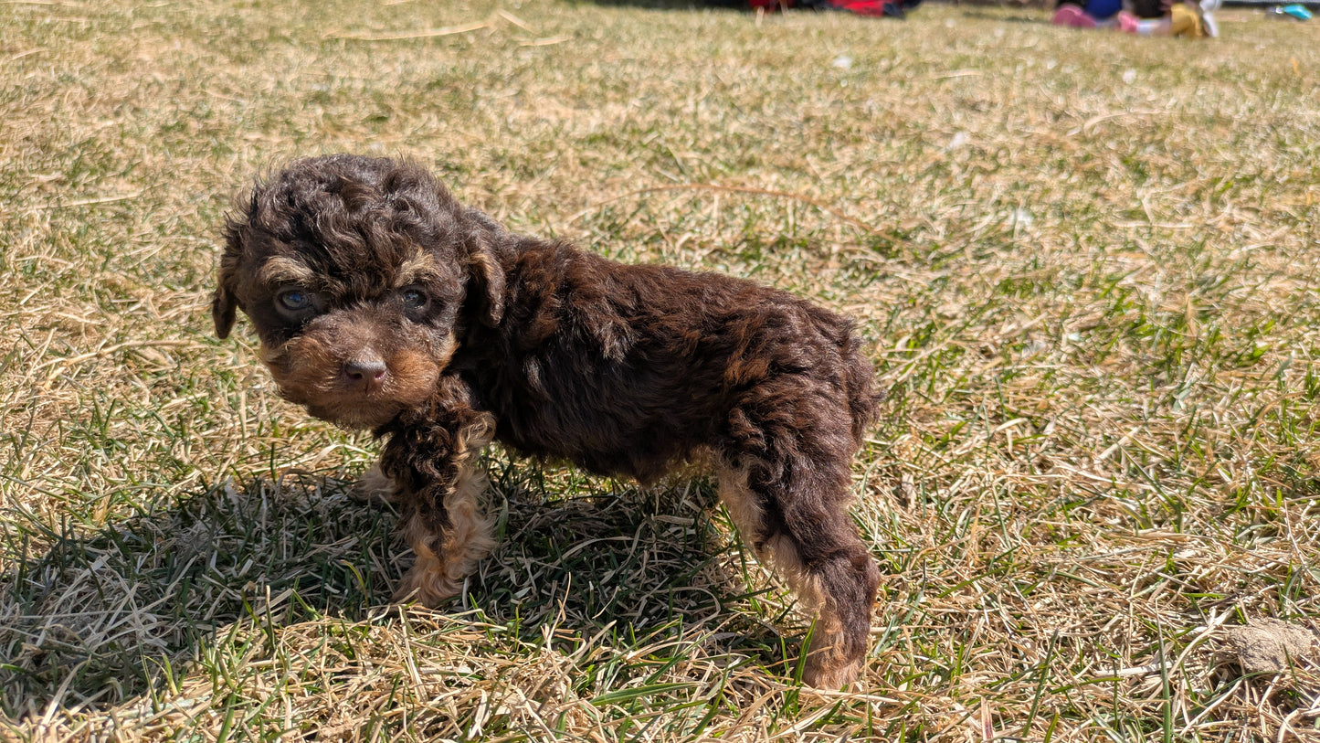 TOY POODLE (01/23) FEMALE