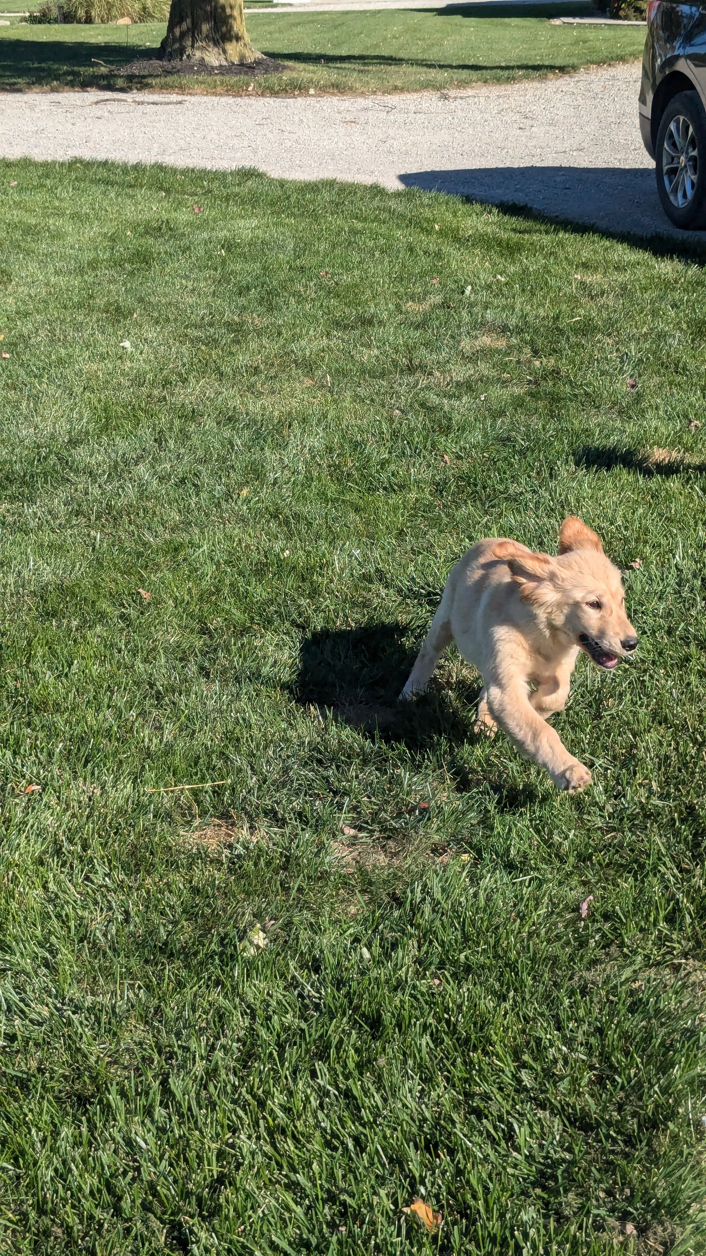 GOLDEN RETRIEVER (06/24) FEMALE