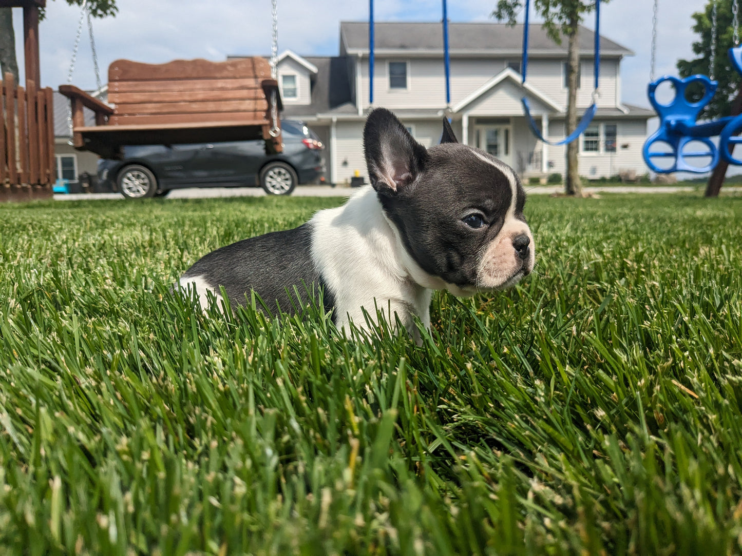 FRENCHTON (04/11) MALE