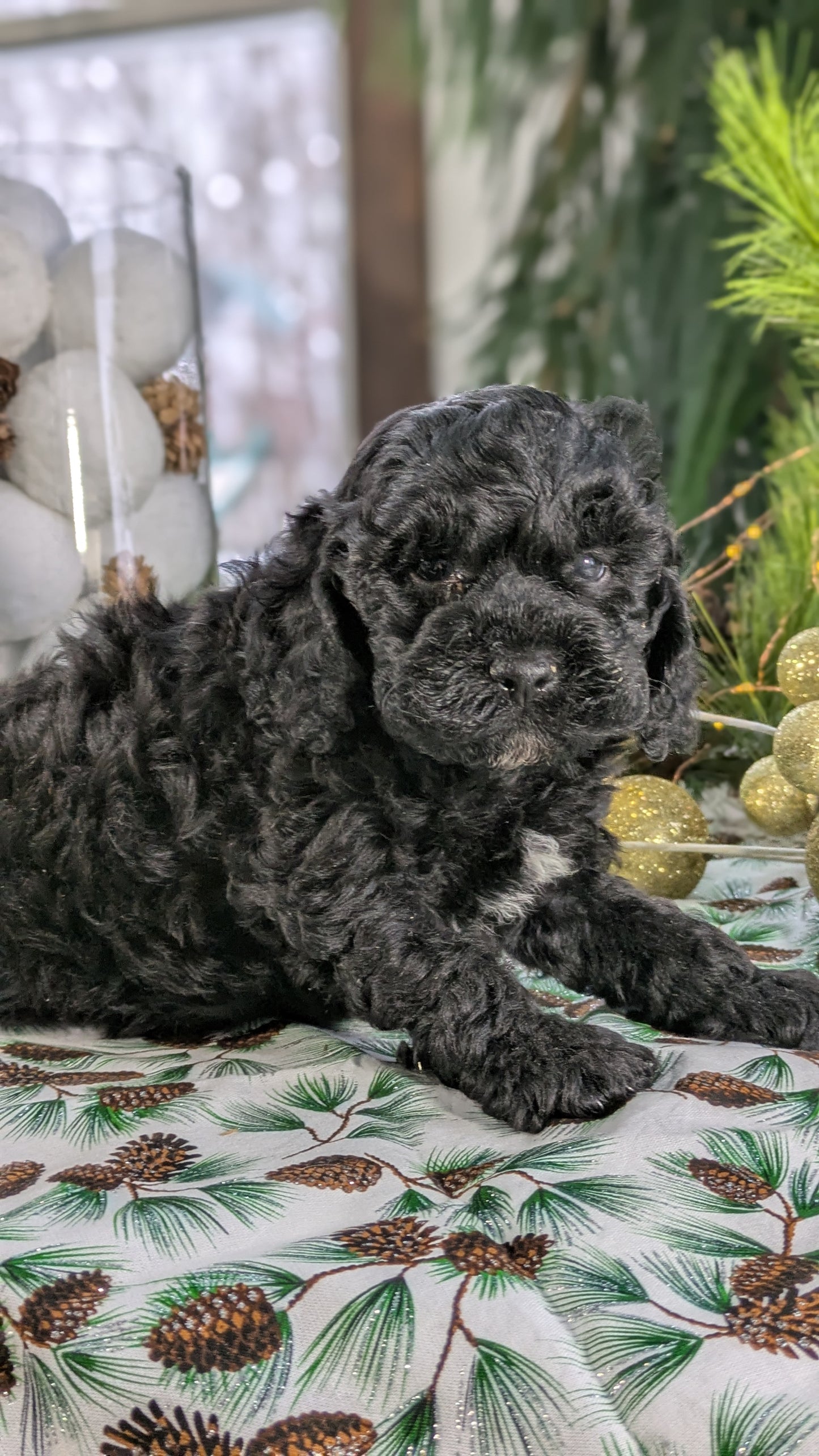 COCKAPOO (10/14) MALE