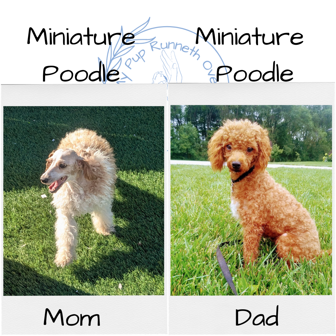 MINI POODLE (09/27) MALE
