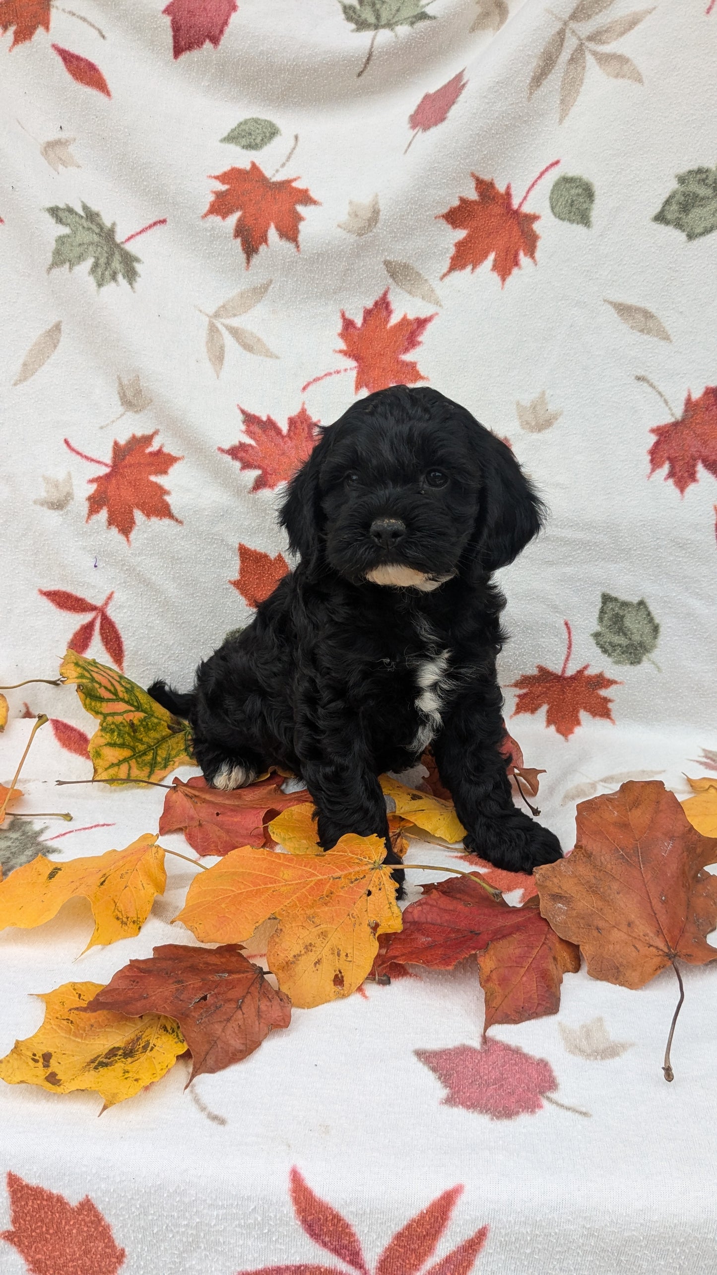 COCKAPOO (08/03) MALE