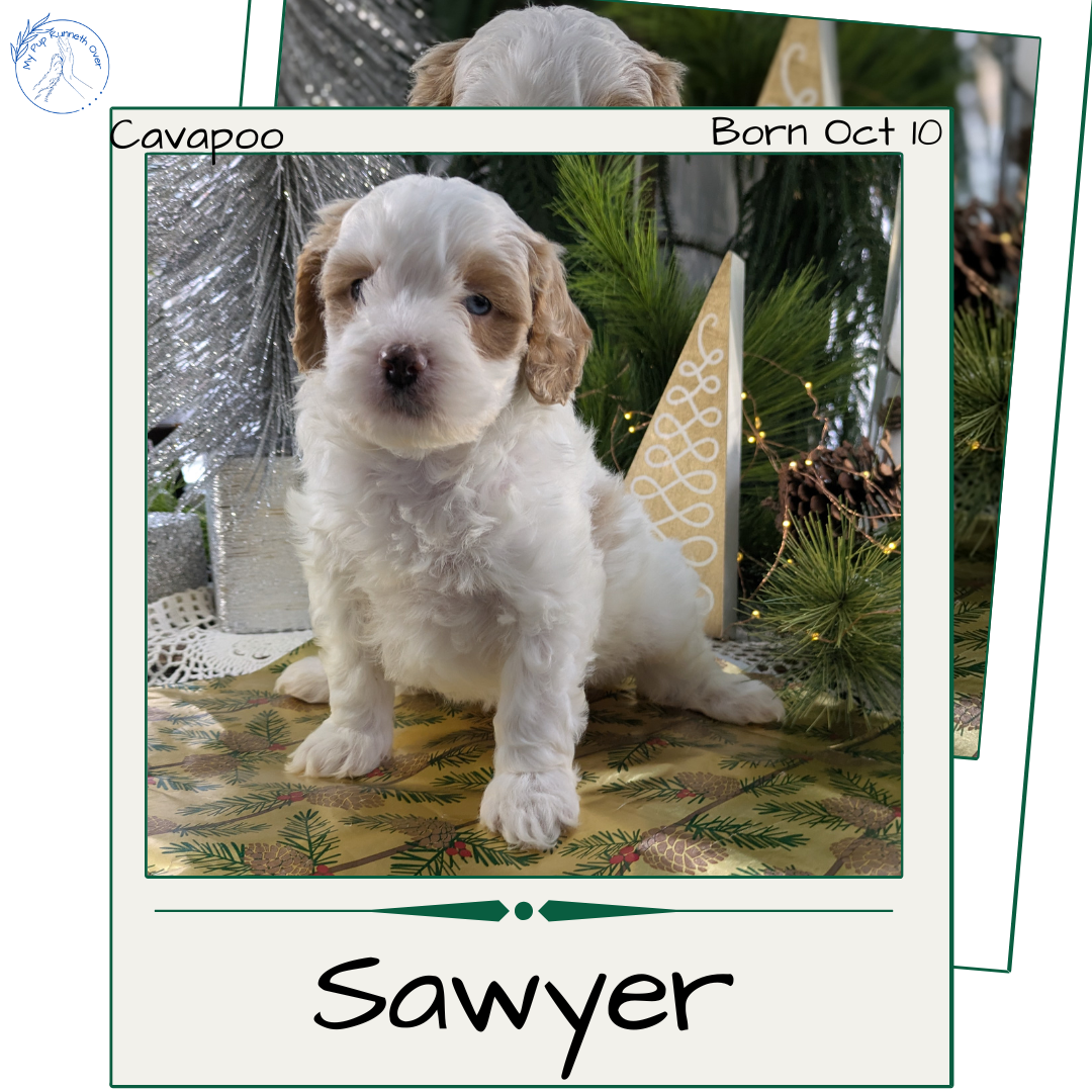 CAVAPOO (10/10) MALE