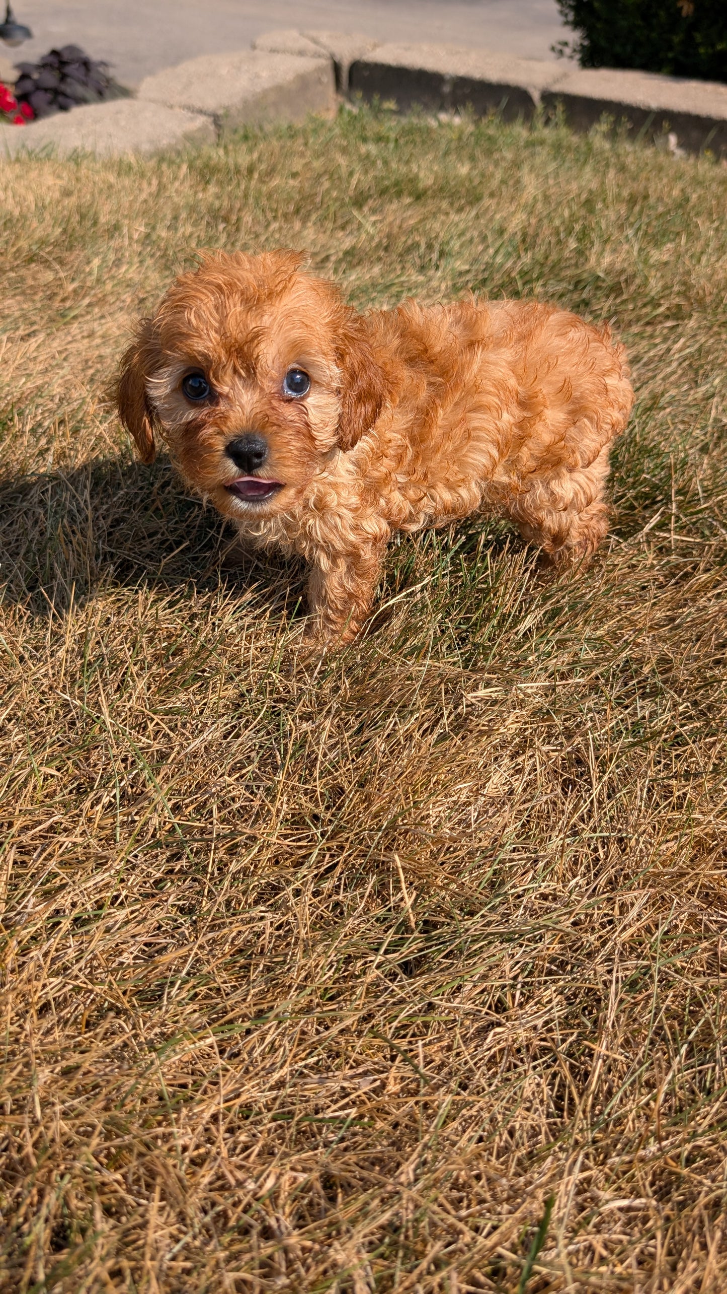 CAVAPOO (05/29) FEMALE