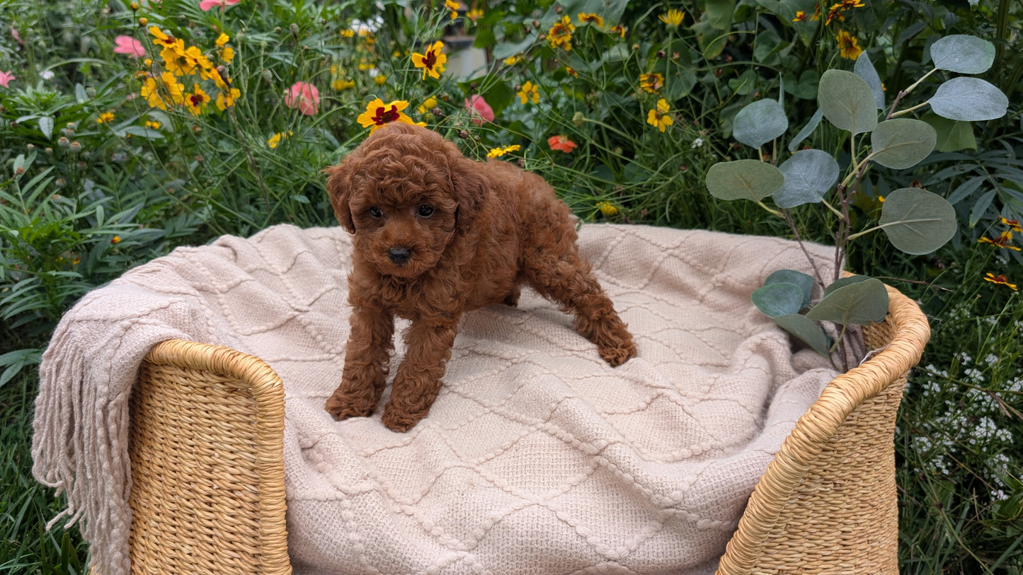 TOY POODLE (07/01) MALE