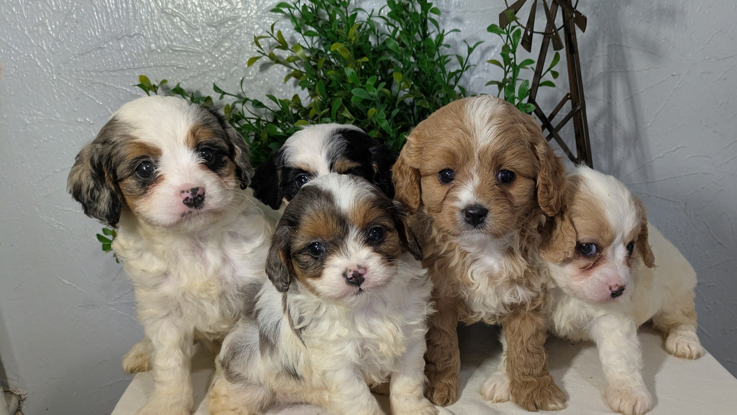 CAVAPOO (02/17) FEMALE