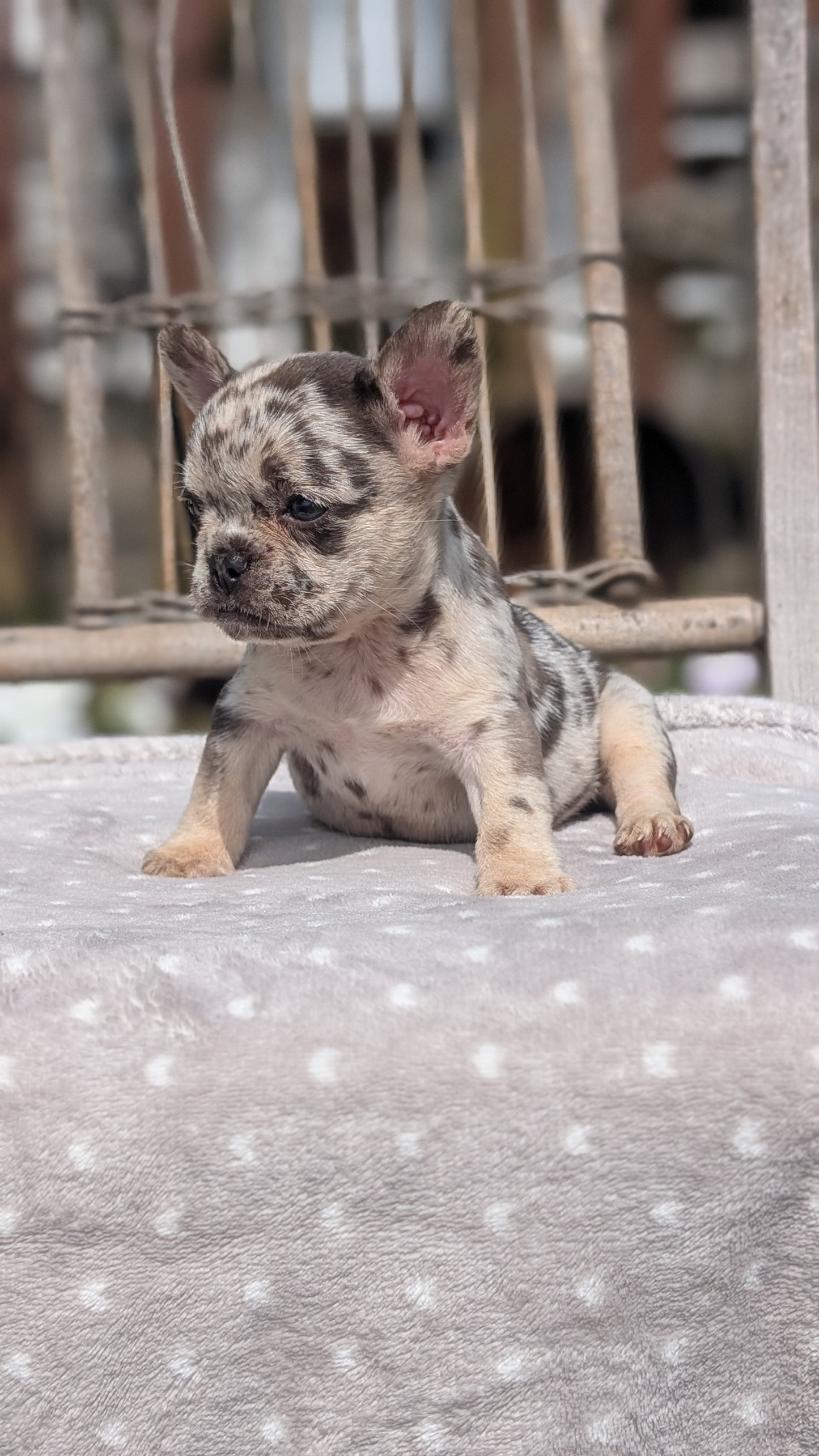 FRENCH BULLDOG (07/11) FEMALE