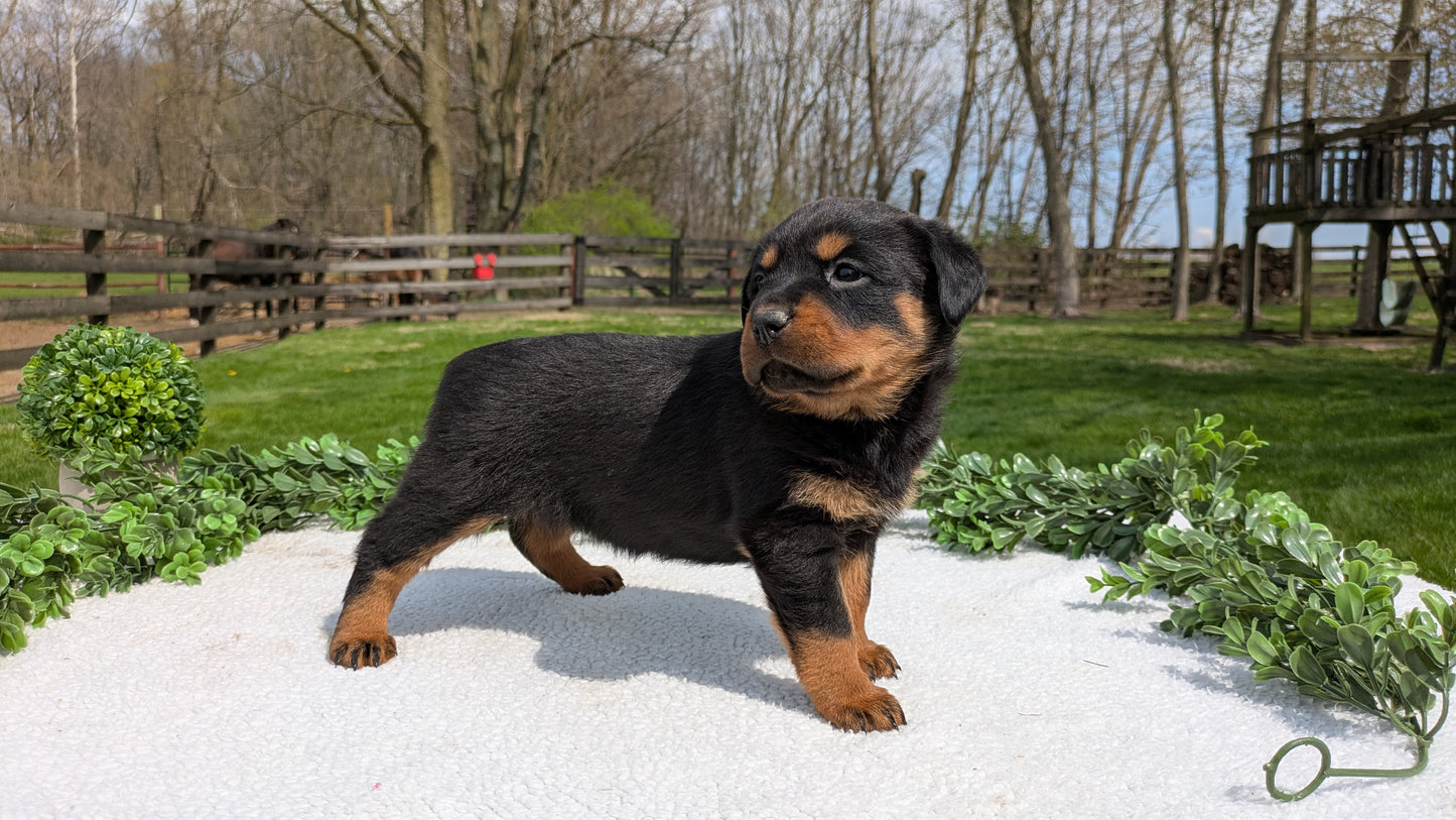 ROTTWEILER (03/18) FEMALE