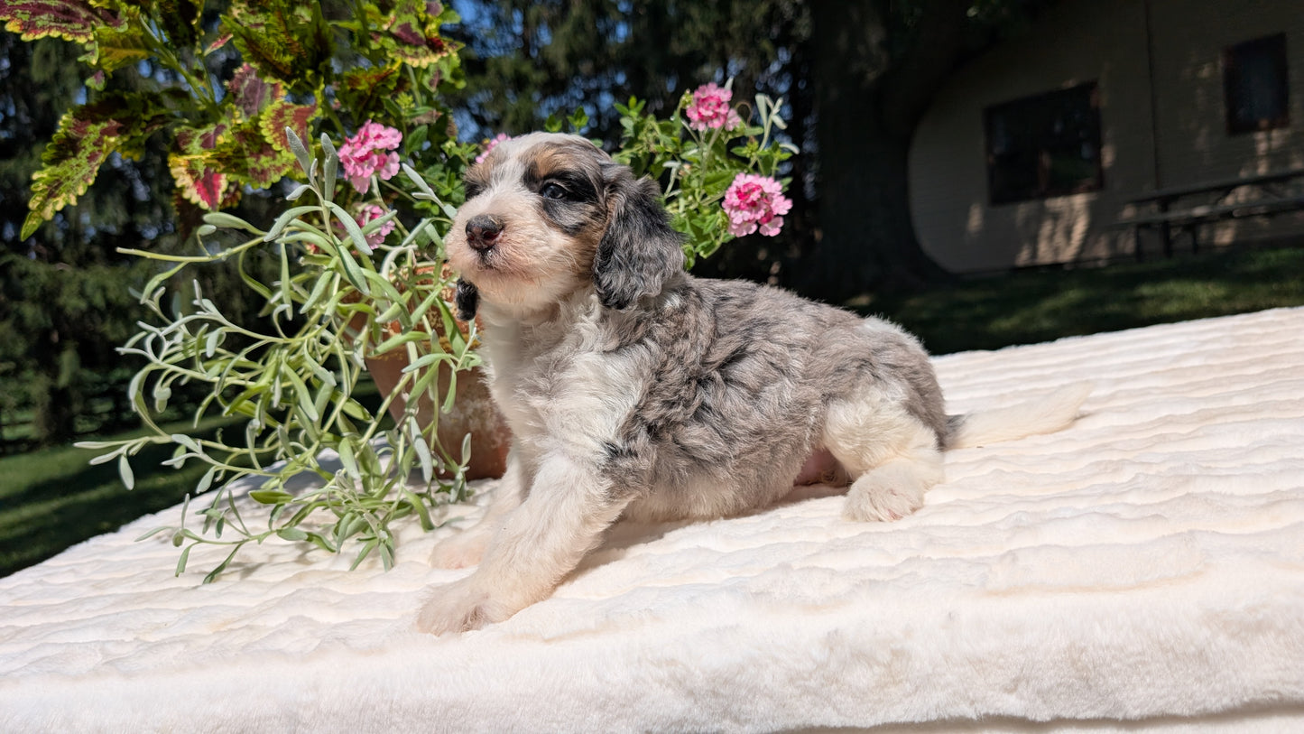 MINI BERNEDOODLE (06/11) FEMALE