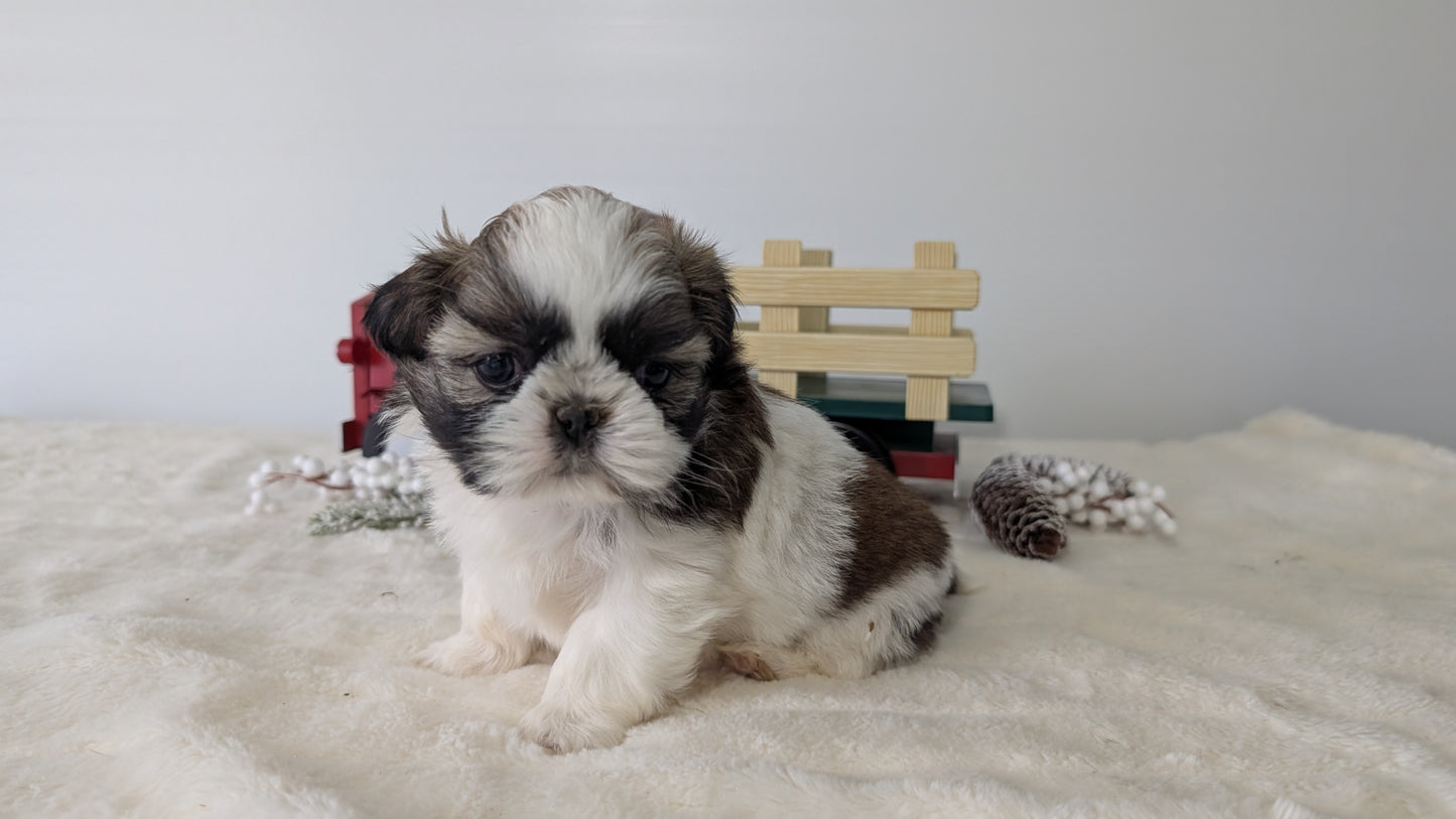 SHIH TZU (DEC 03) FEMALE