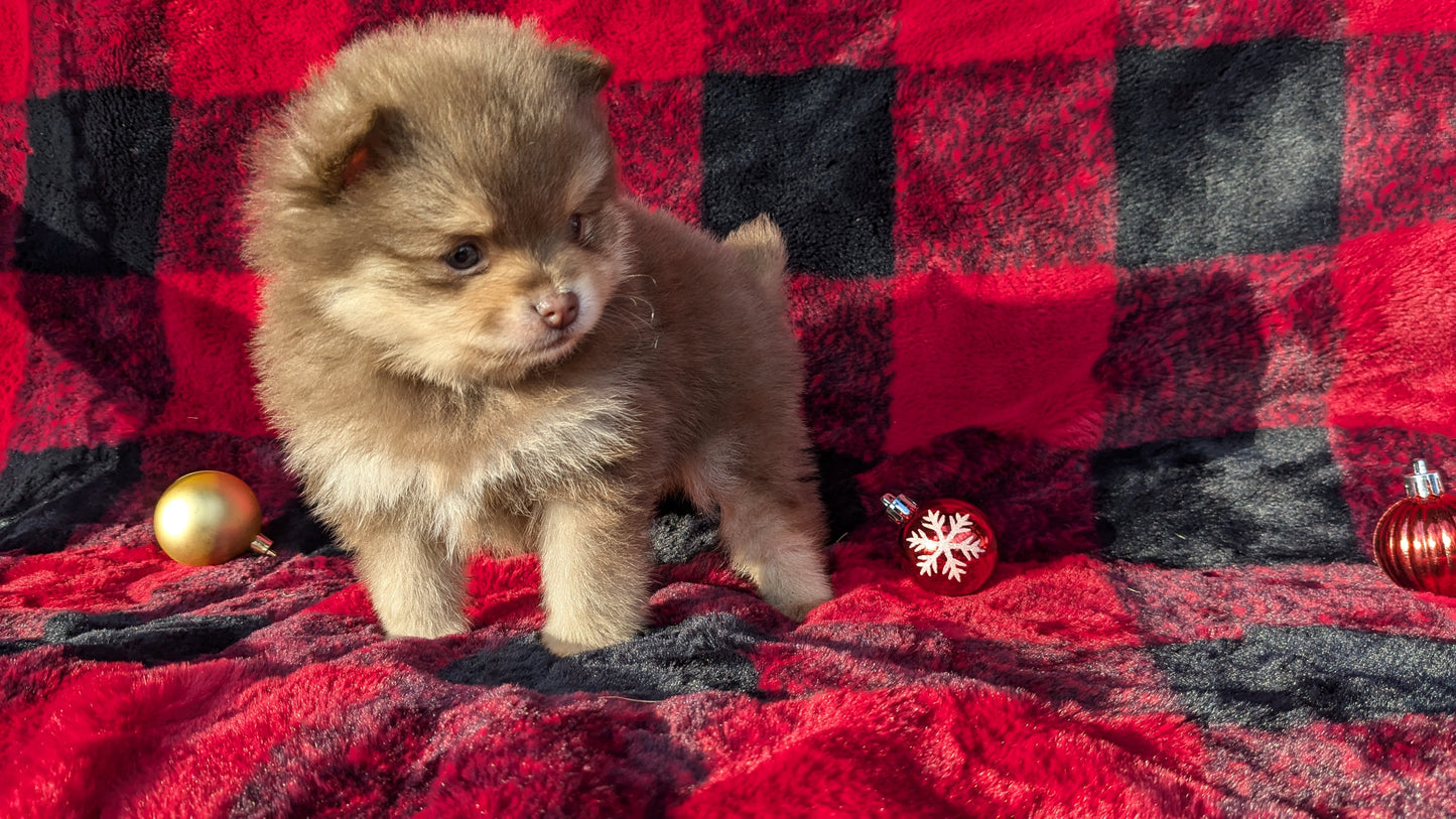 POMERANIAM (10/01) MALE
