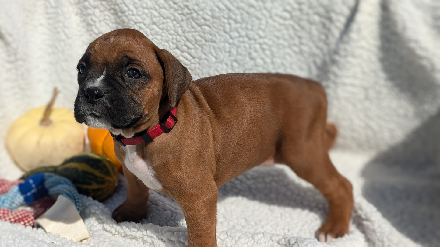 BOXER (08/27) FEMALE