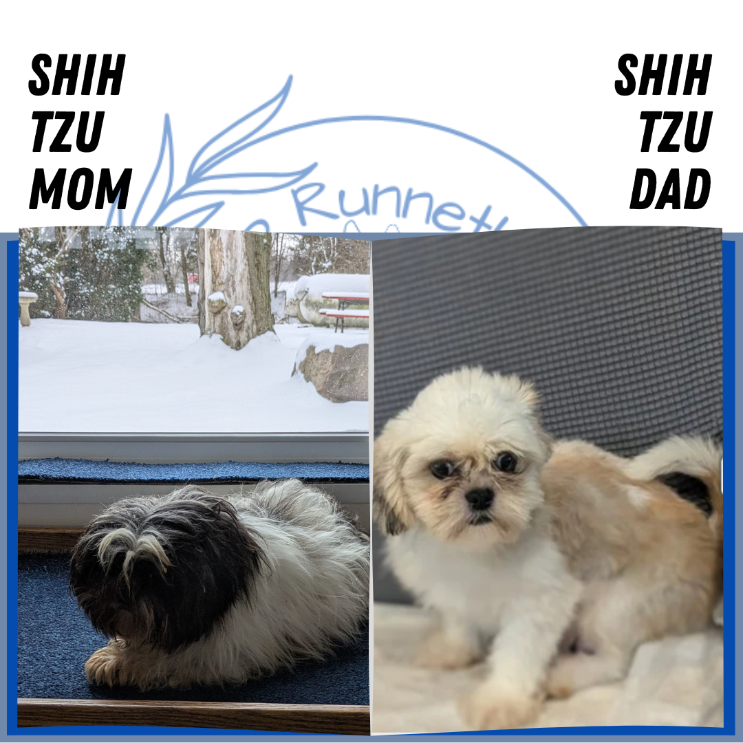 SHIH TZU (05/17) MALE
