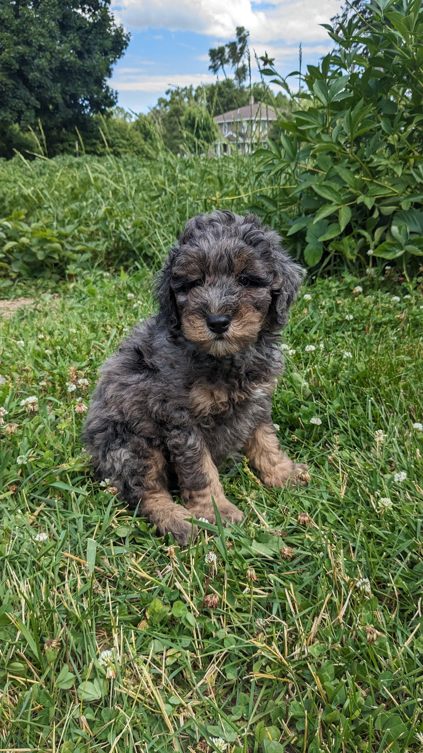 MINI POODLE (04/27) MALE