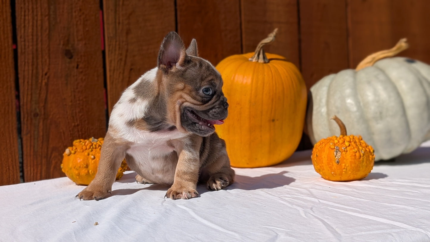 FRENCH BULLDOG (08/12) MALE