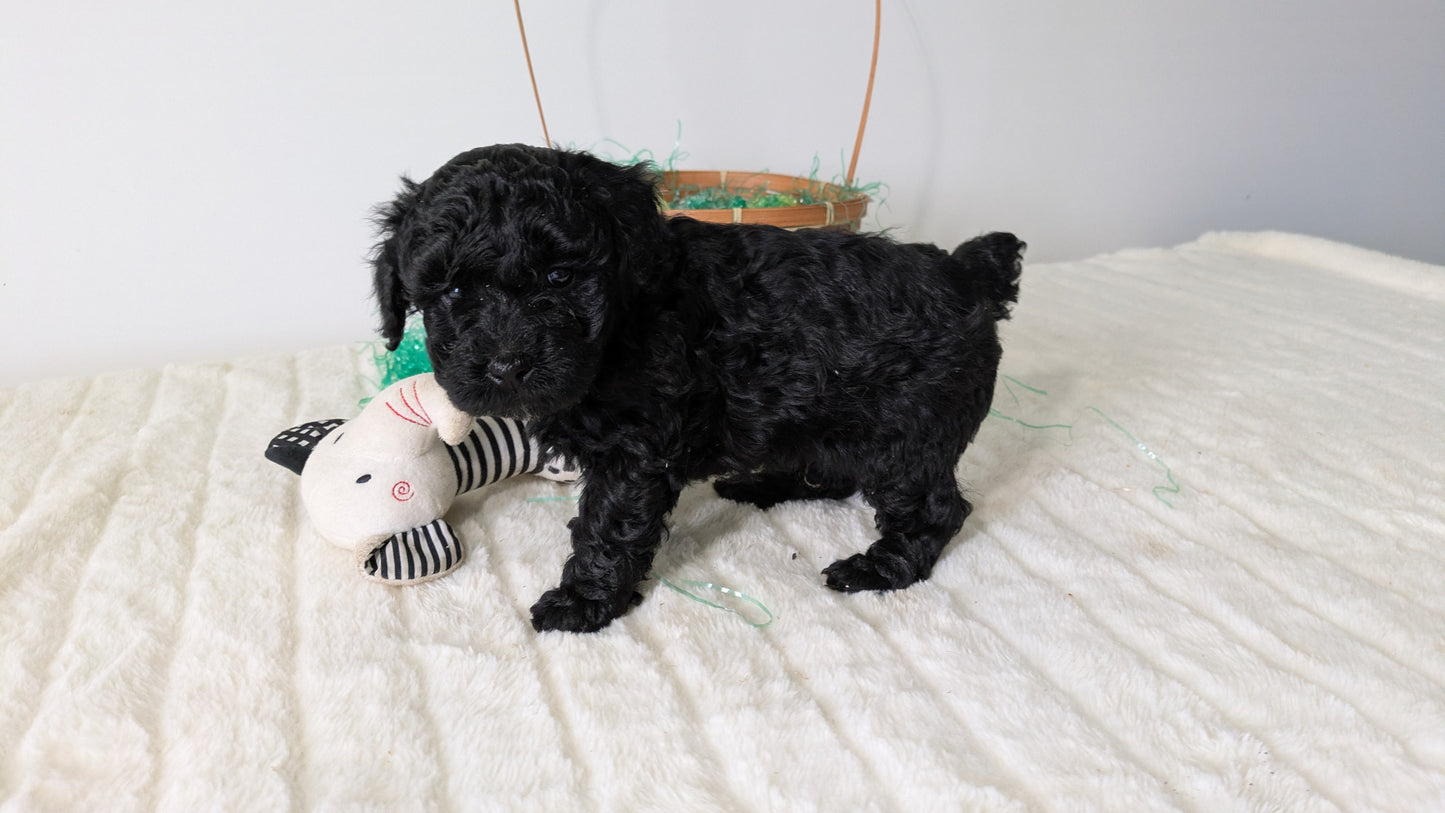 MINI POODLE (03/13) MALE