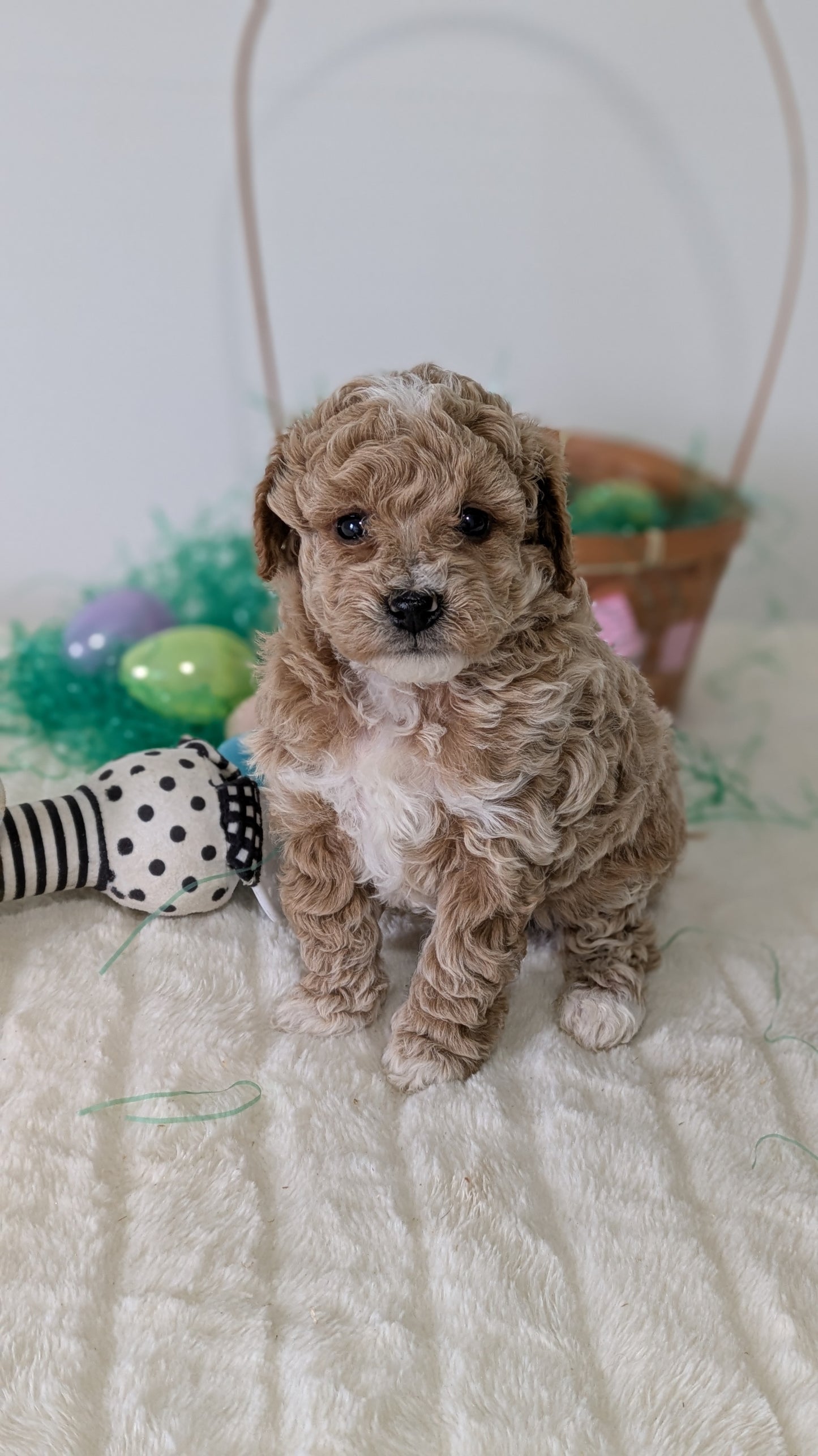 MINI POODLE (03/13) FEMALE