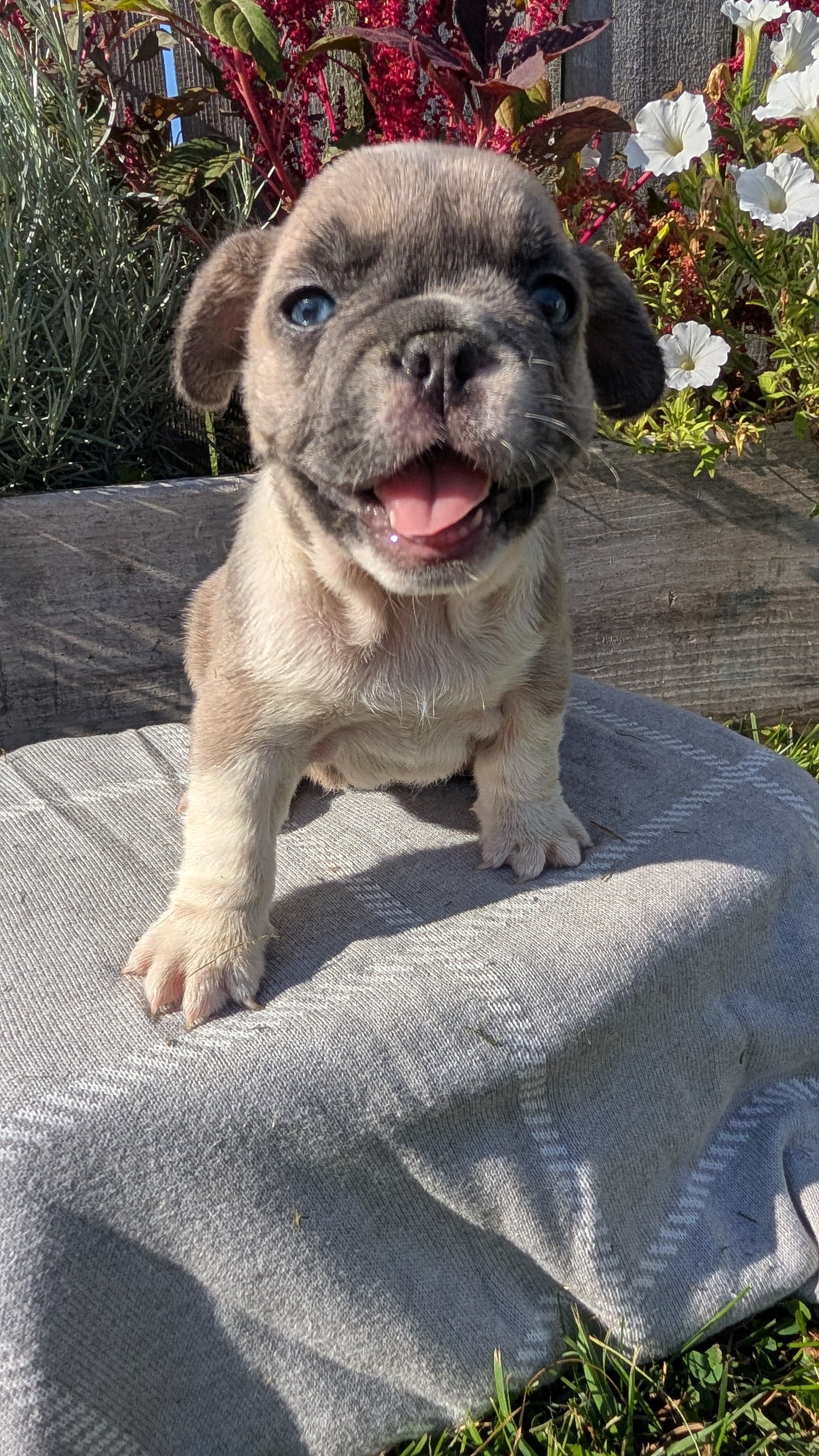 FRENCH BULLDOG (07/03) FEMALE