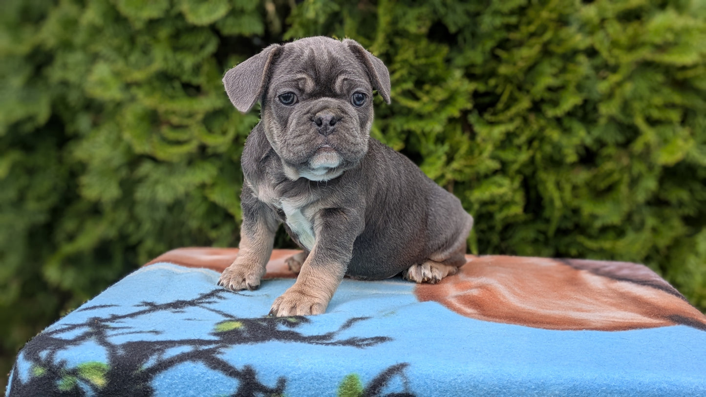 FRENCH BULLDOG (03/04) MALE