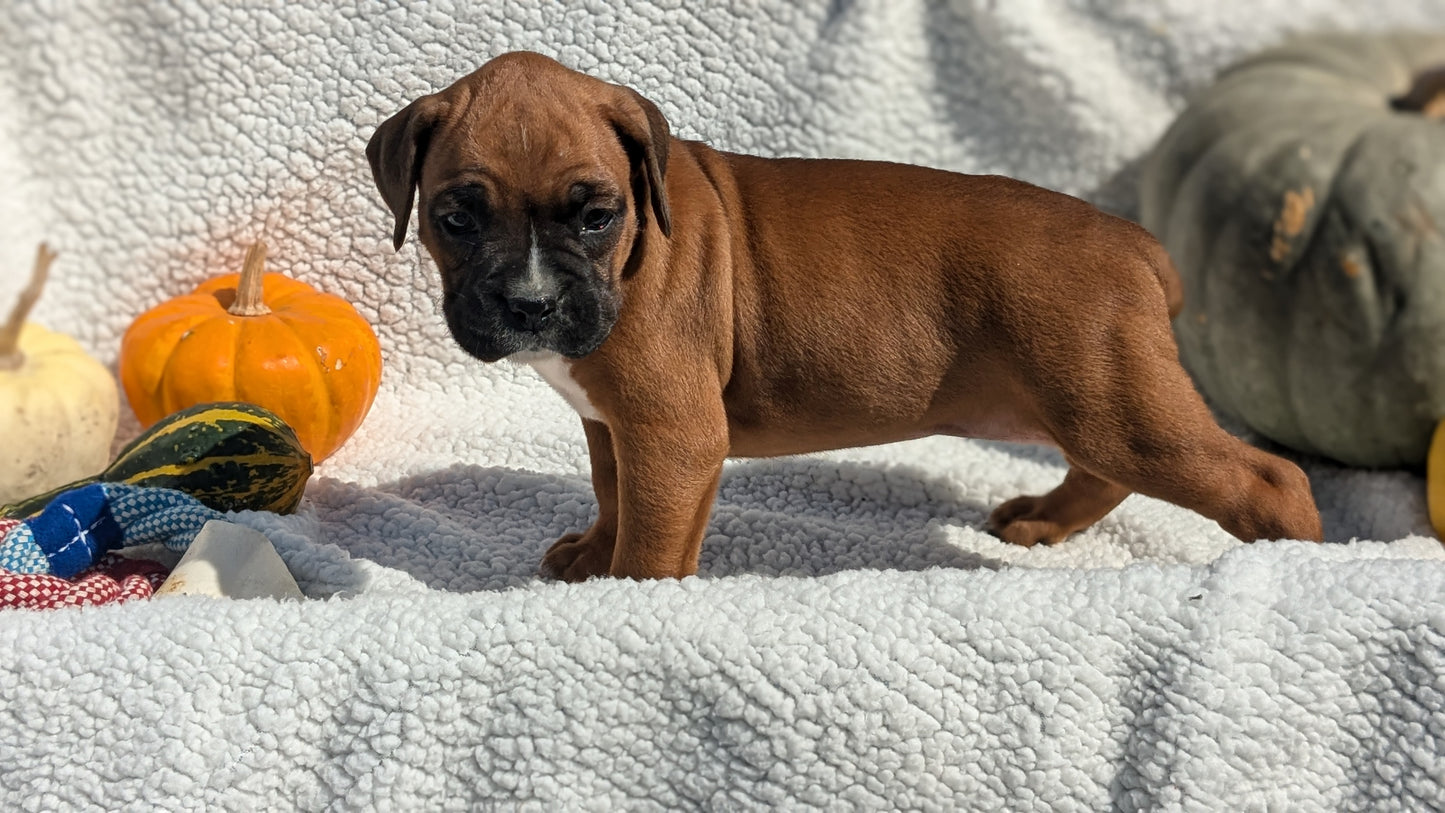 BOXER (08/27) FEMALE