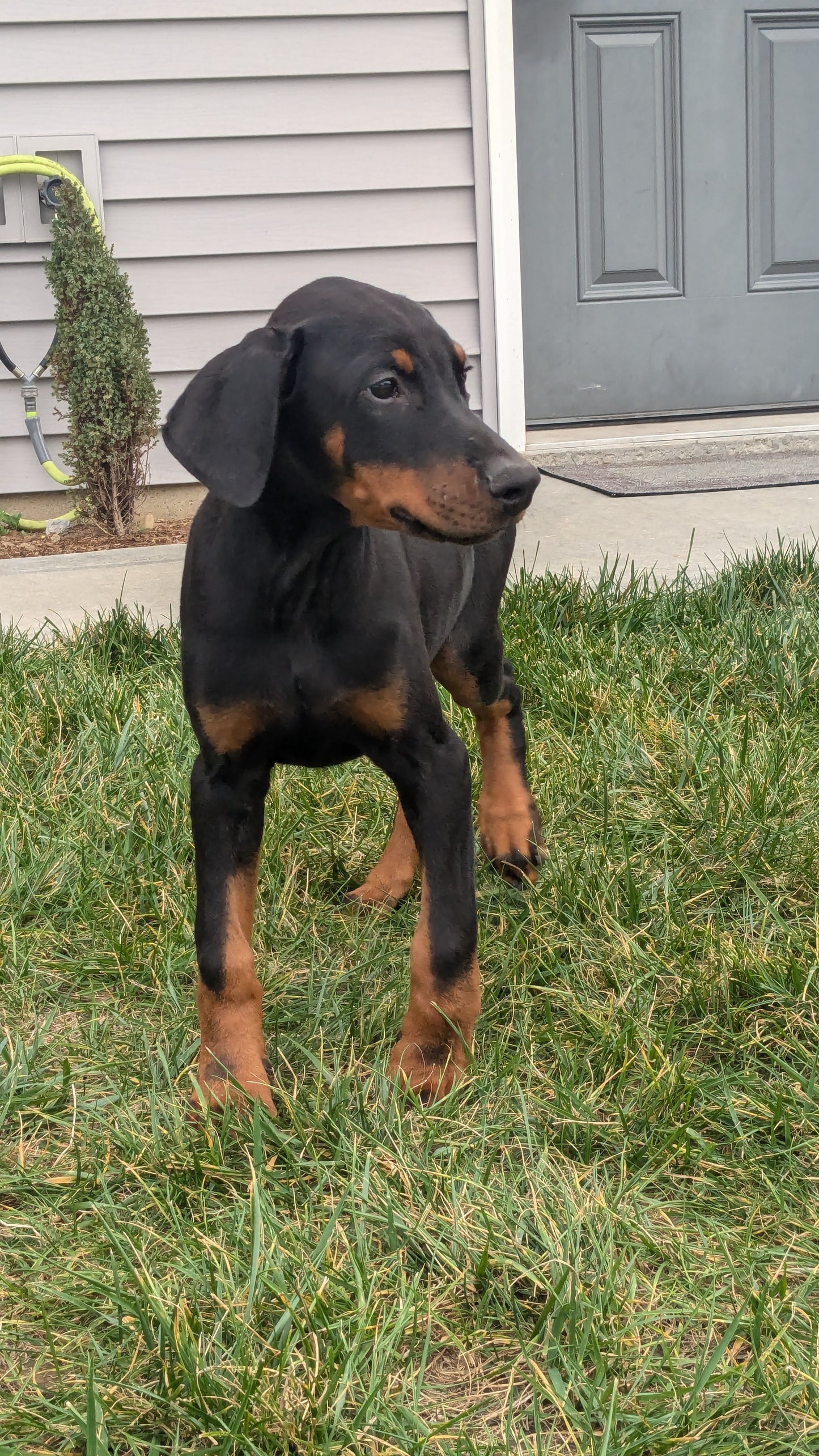 DOBERMAN PINSCHER (08/11) MALE