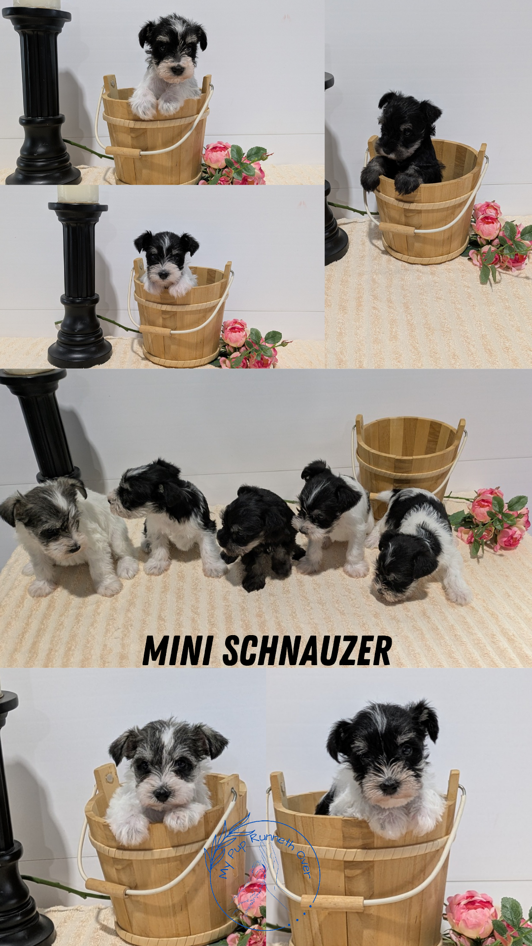 MINI SCHNAUZER (02/18) MALE