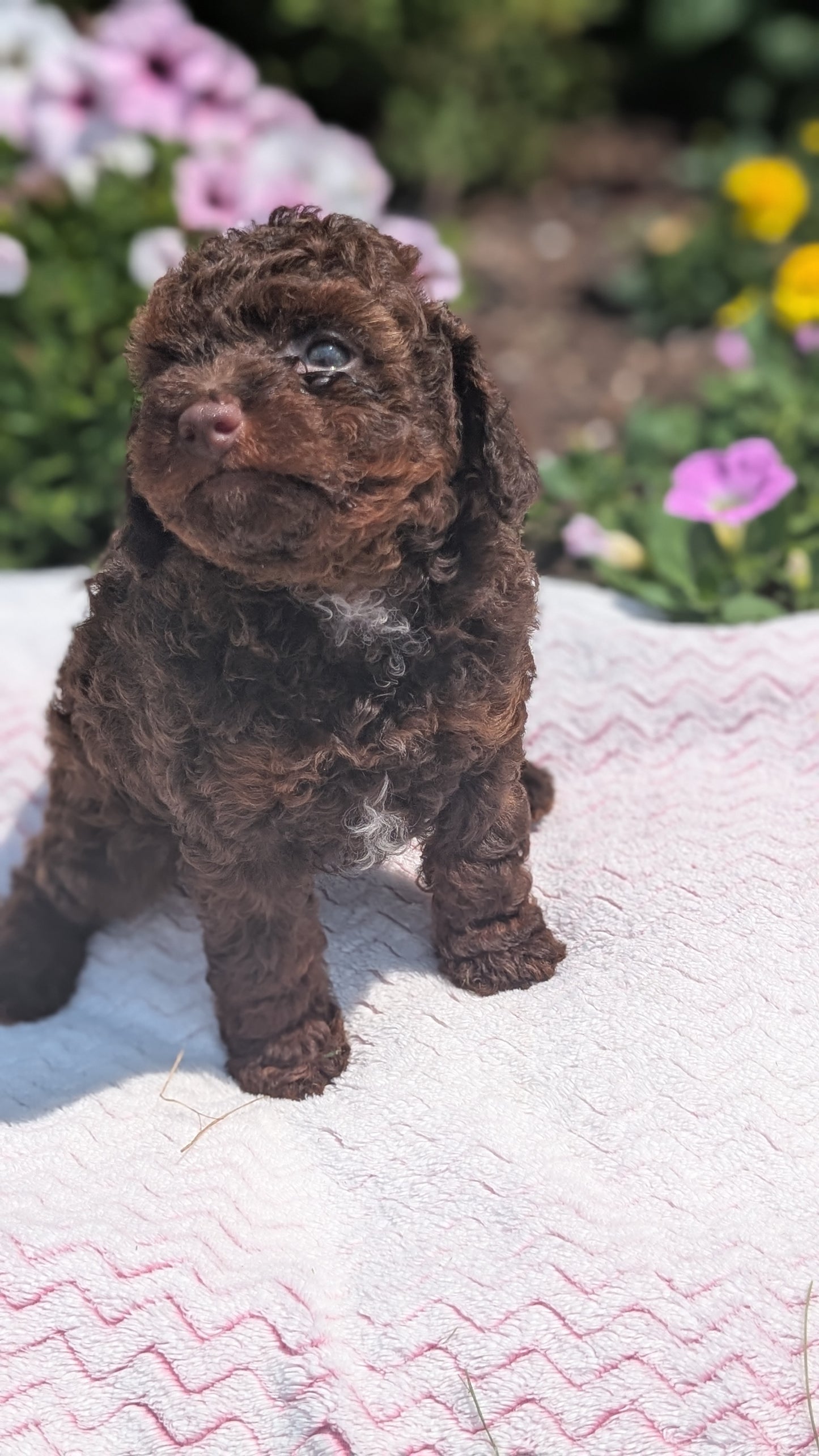 TOY POODLE (06/23) FEMALE