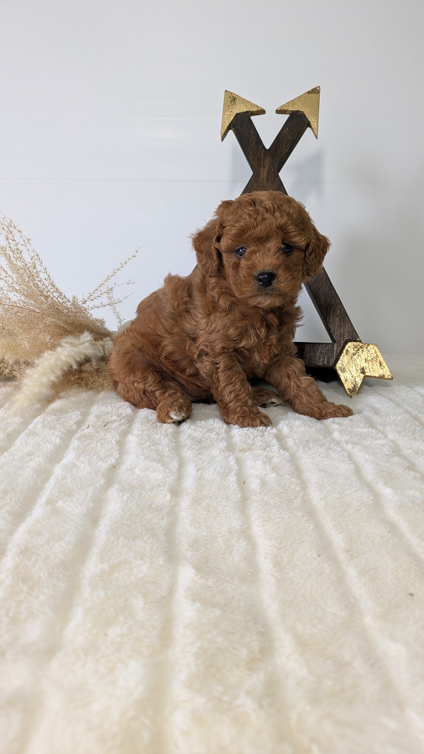 MINI GOLDENDOODLE (03/28) FEMALE