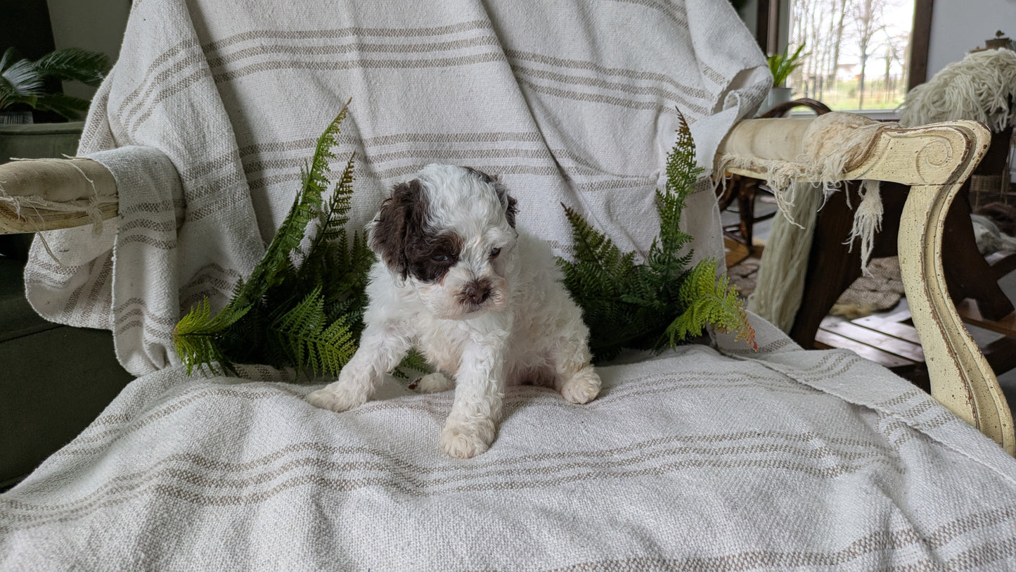 COCKAPOO (03/03) FEMALE