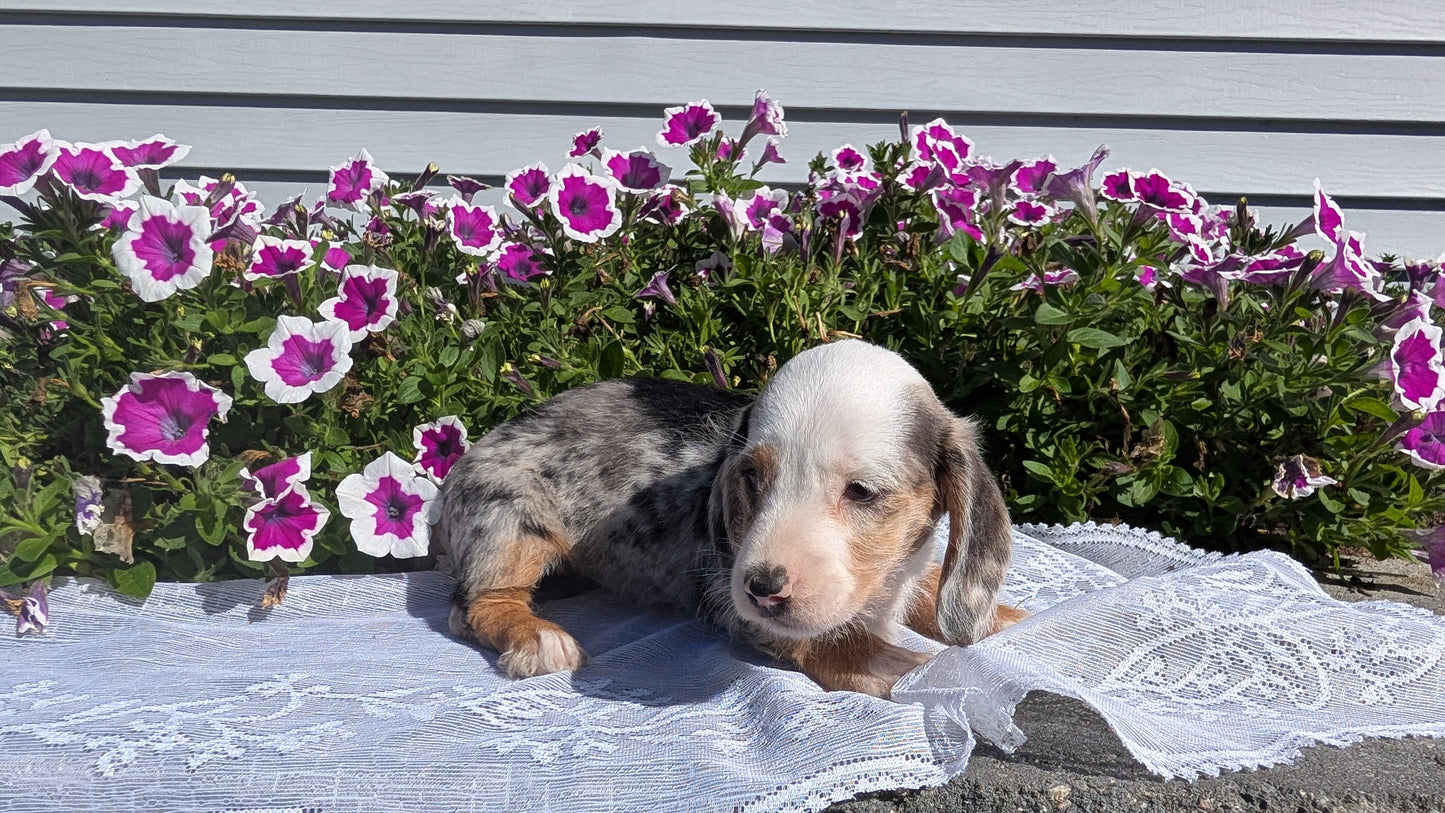 MINI DACHSHUND (08/19) FEMALE