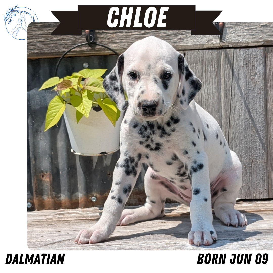 DALMATIAN (06/09) FEMALE