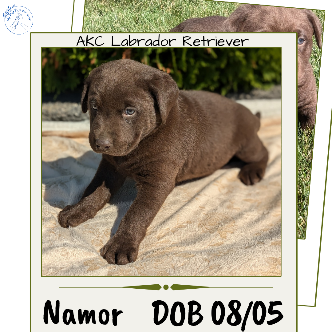 LABRADOR RETRIEVER (08/05) MALE