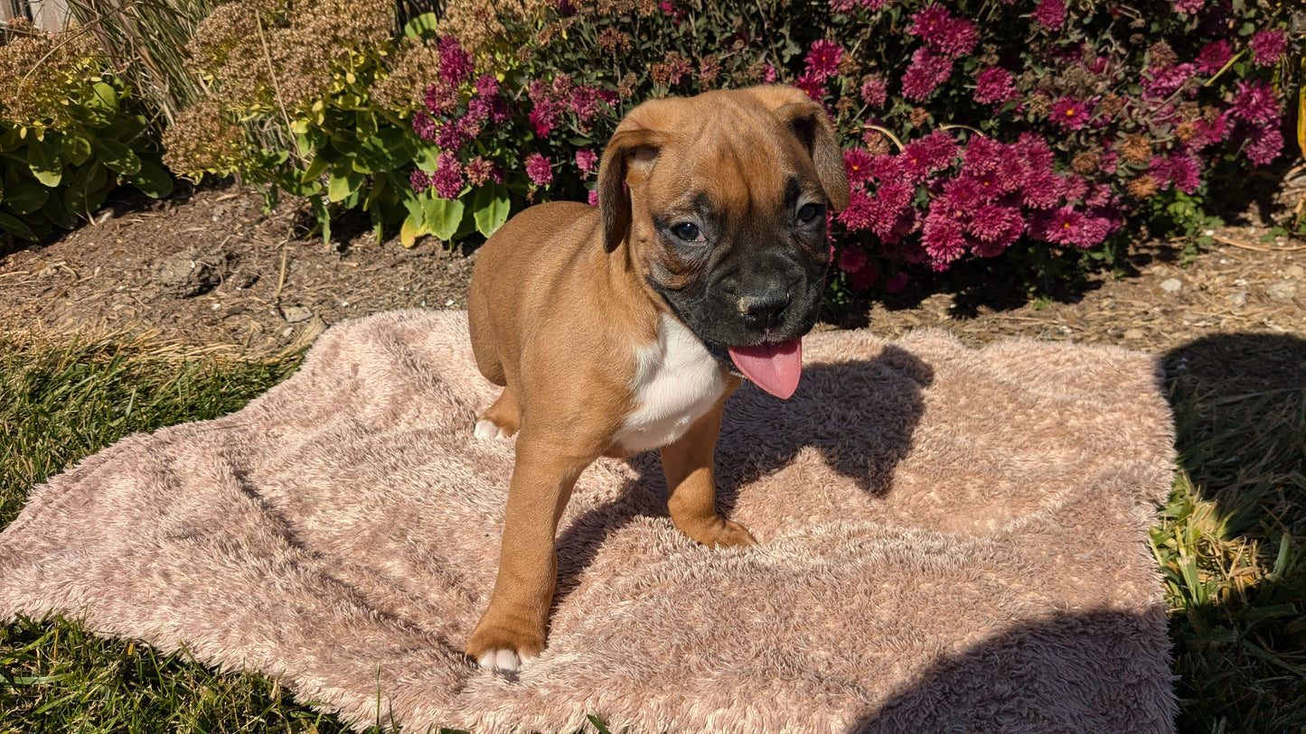 BOXER (09/08) MALE